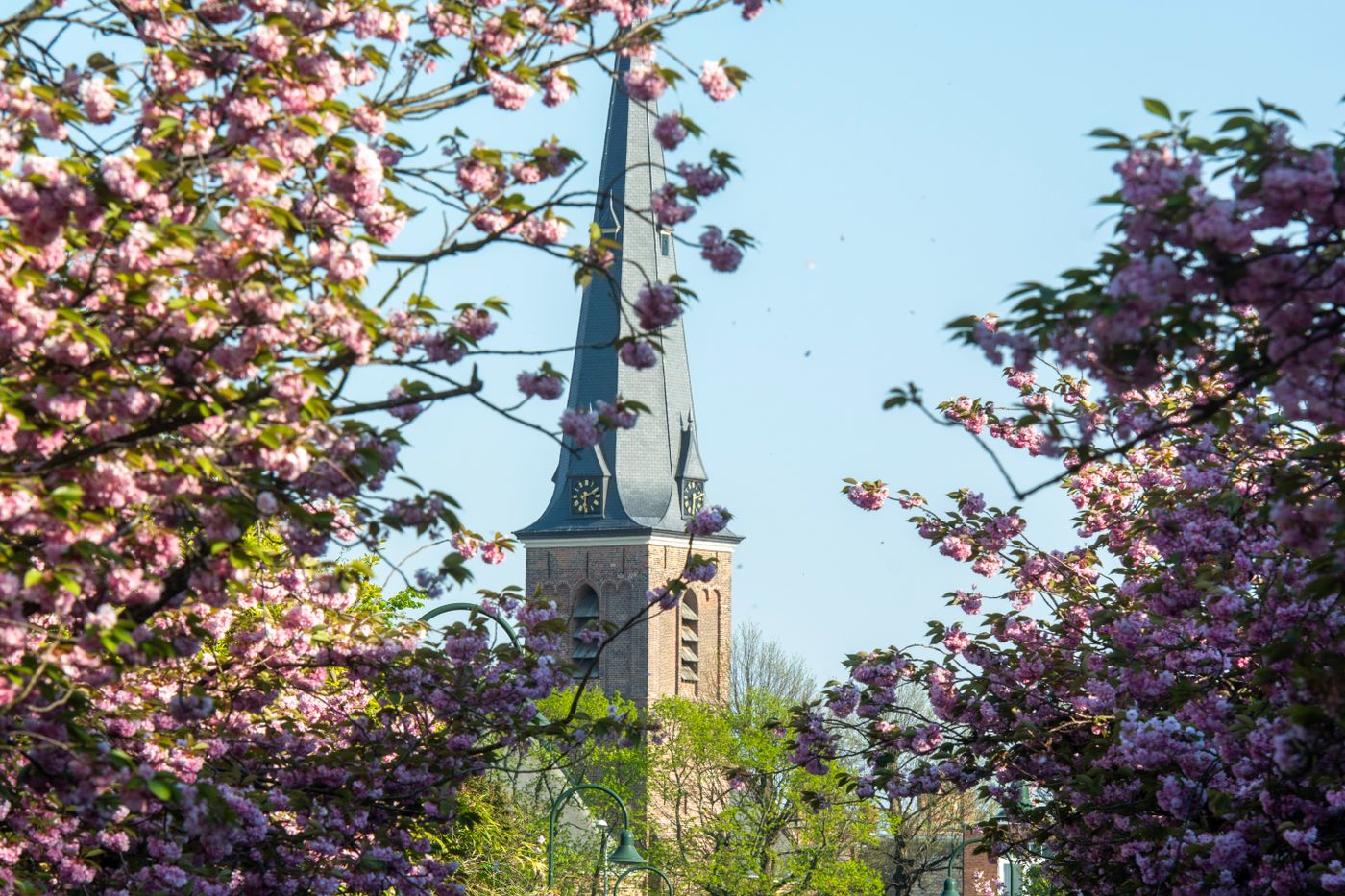 Spring blossom framing a historic church tower