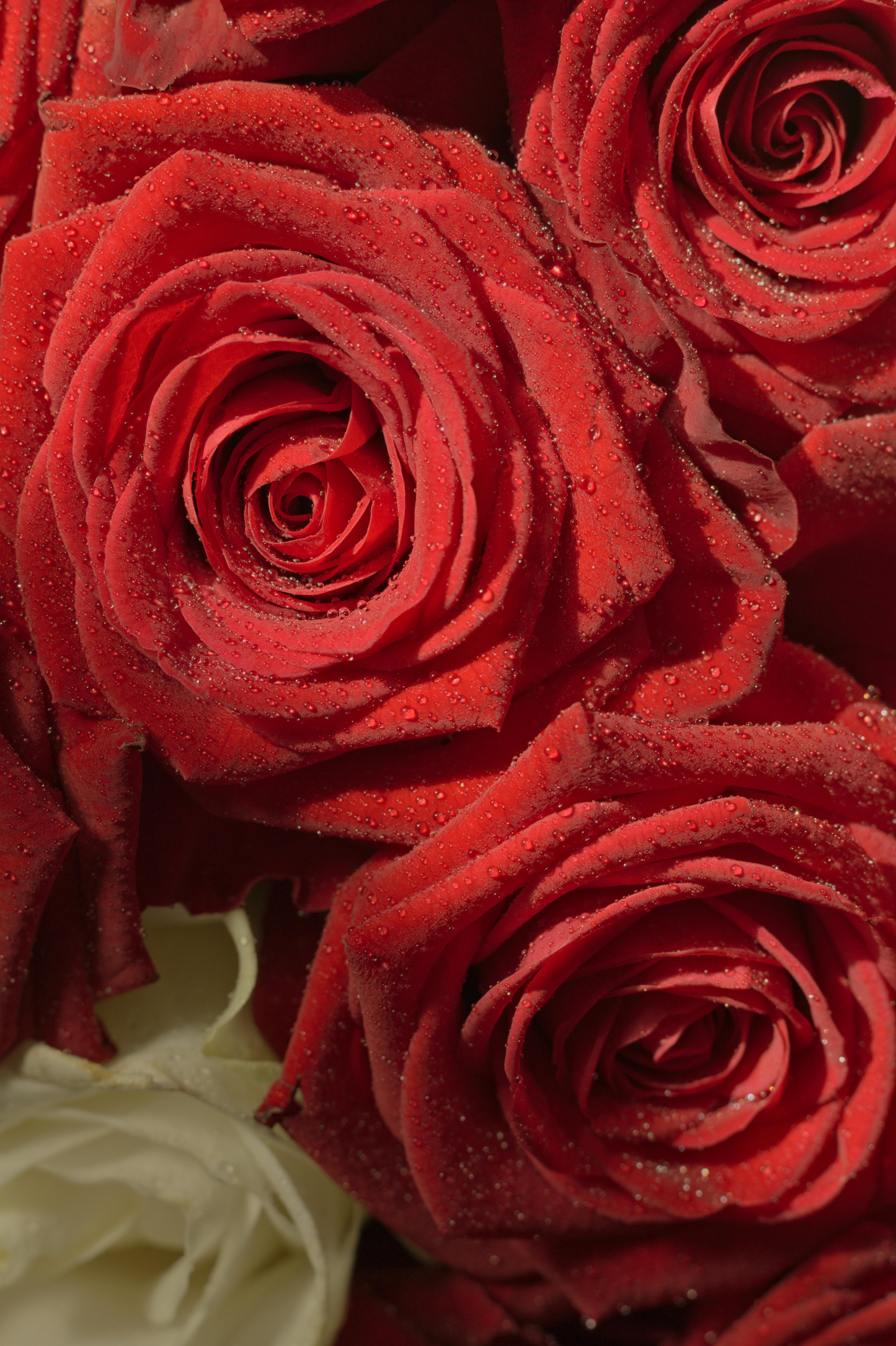 [ColoSach]-vibrant-red-roses-with-delicate-water-droplets,-perfect-for-romantic-occasions-and-expressive-gifts.