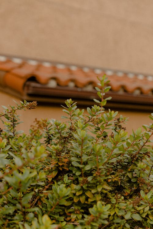 Green Plants Beside Wall