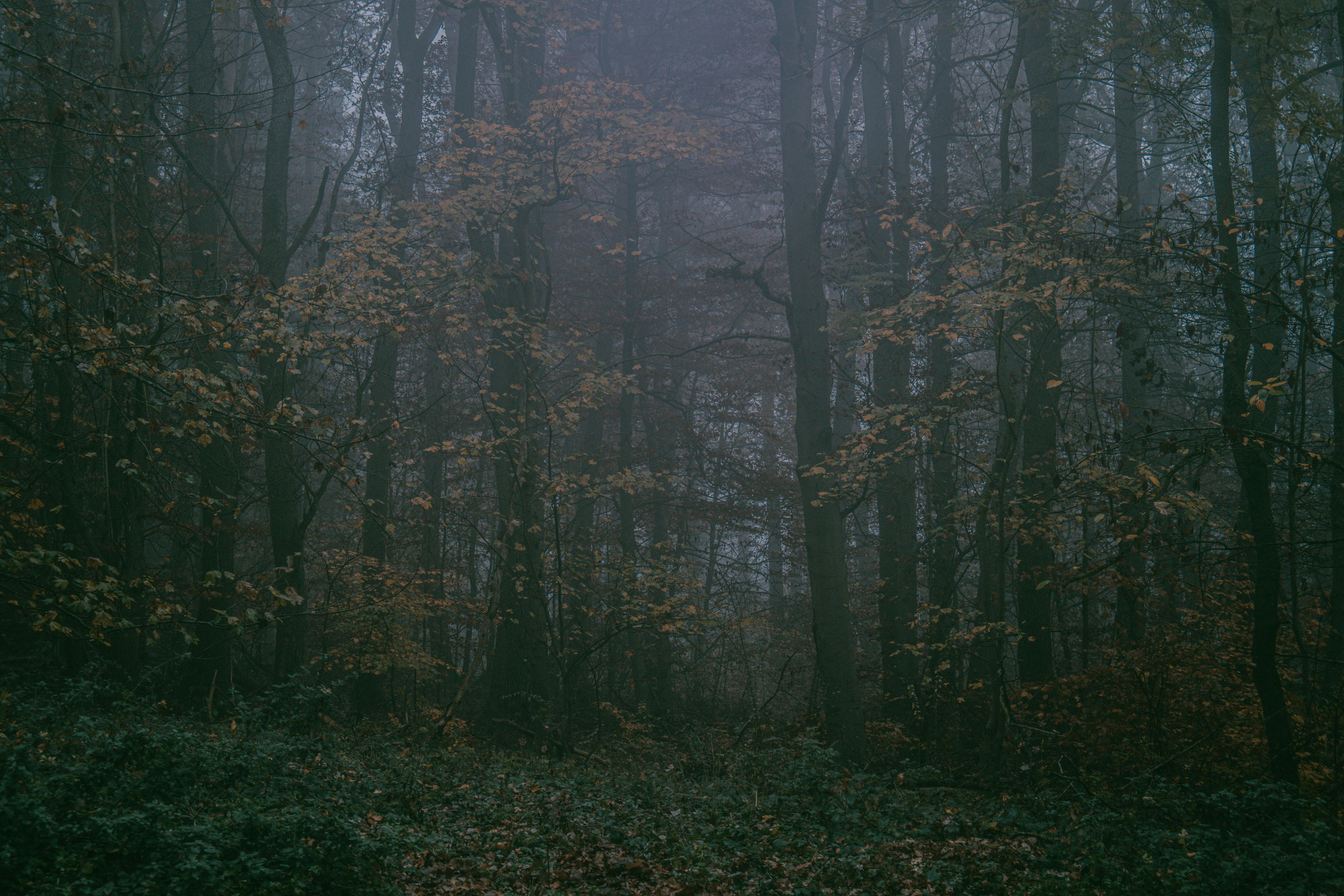 A serene view of a misty forest in autumn, highlighting the tranquility of nature.