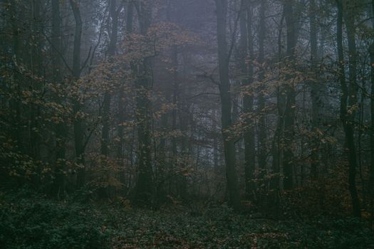 A serene view of a misty forest in autumn, highlighting the tranquility of nature.