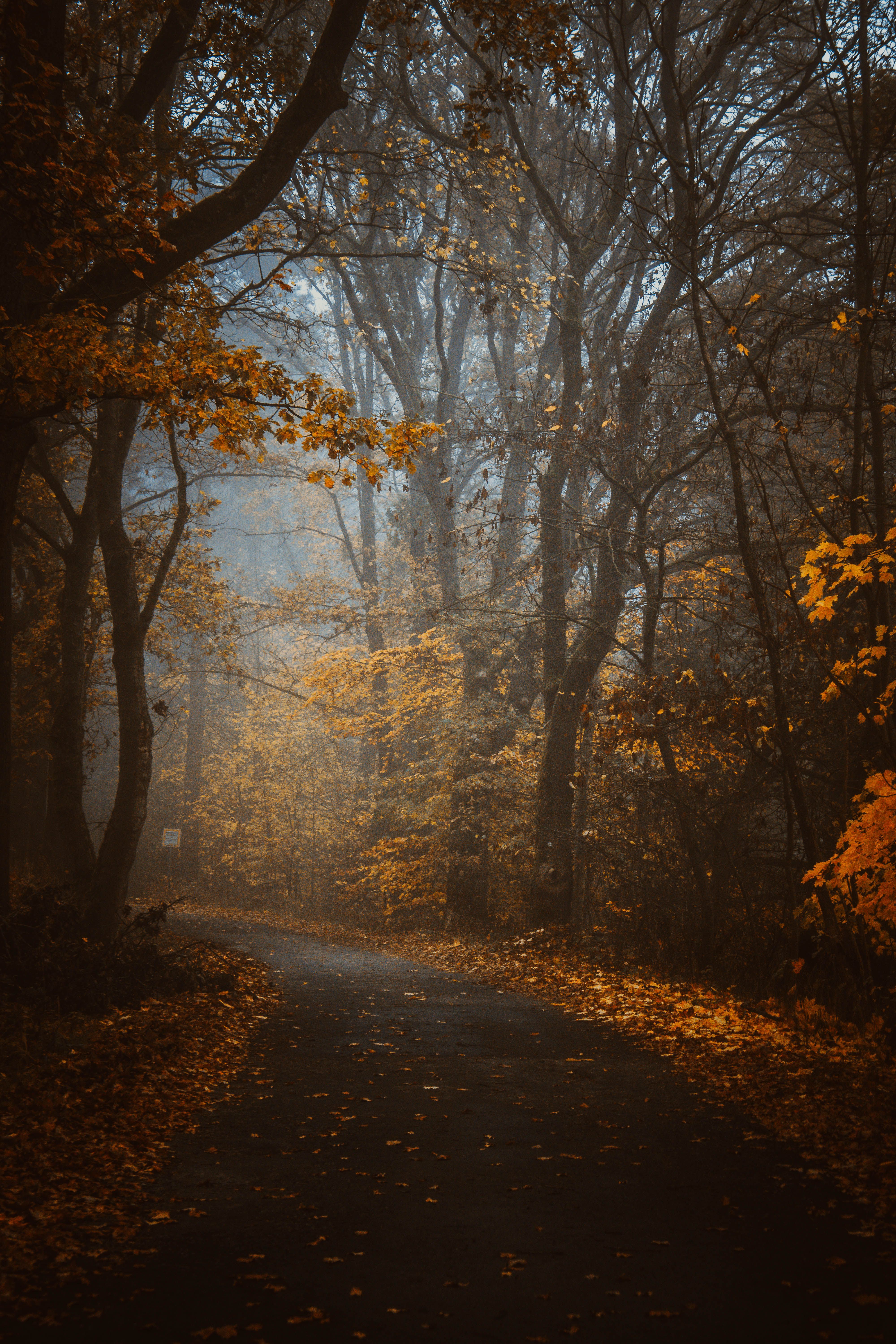 A serene forest path adorned with vibrant autumn leaves, showcasing nature's beauty in fall.