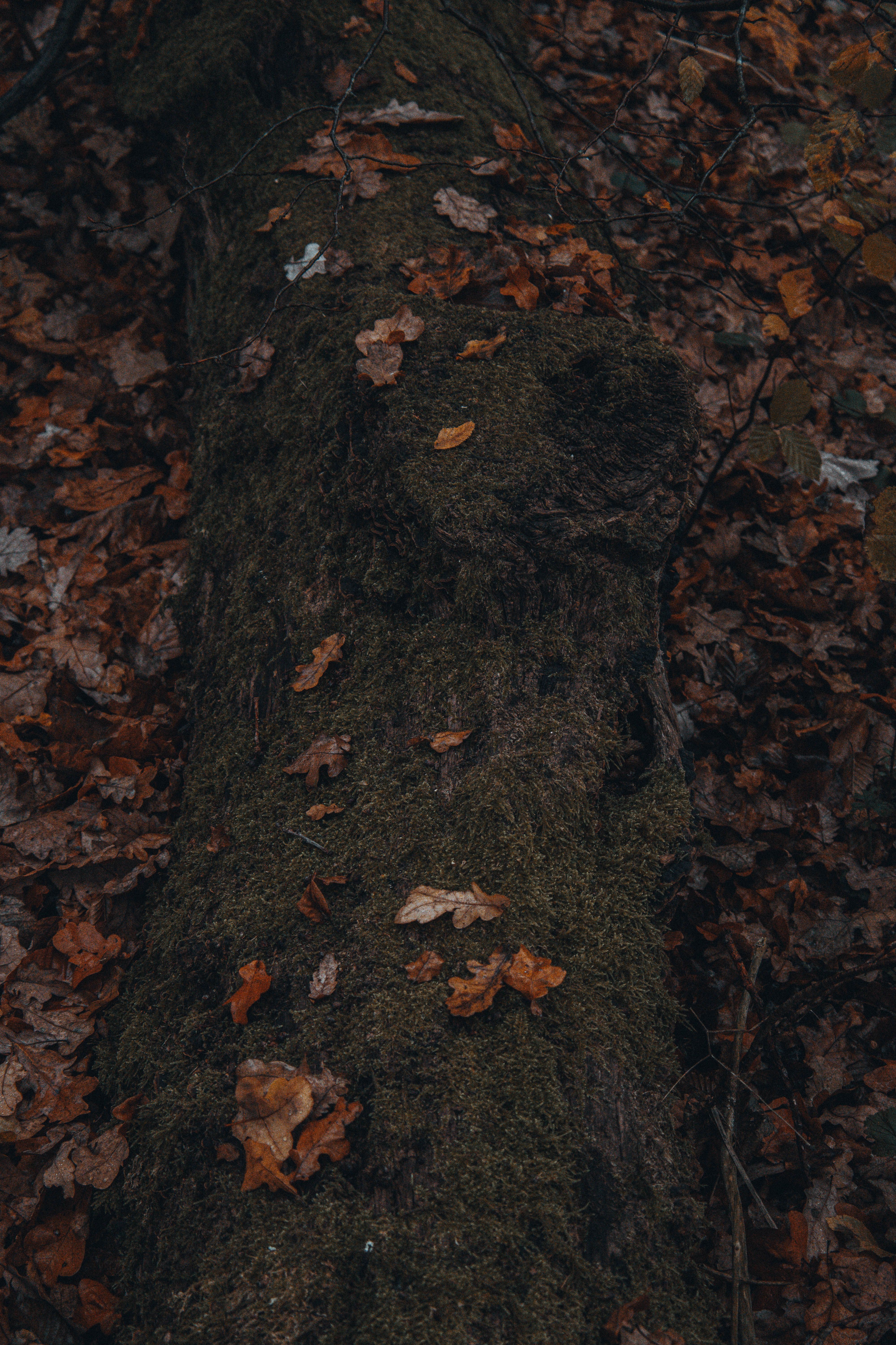 Serene Autumn Forest Path with Fallen Leaves · Free Stock Photo