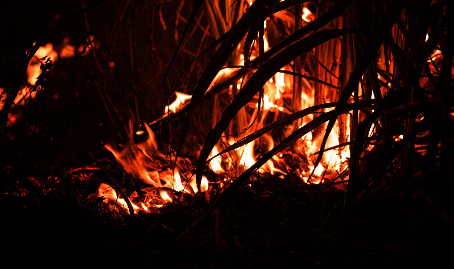 VEGETATION FIRE