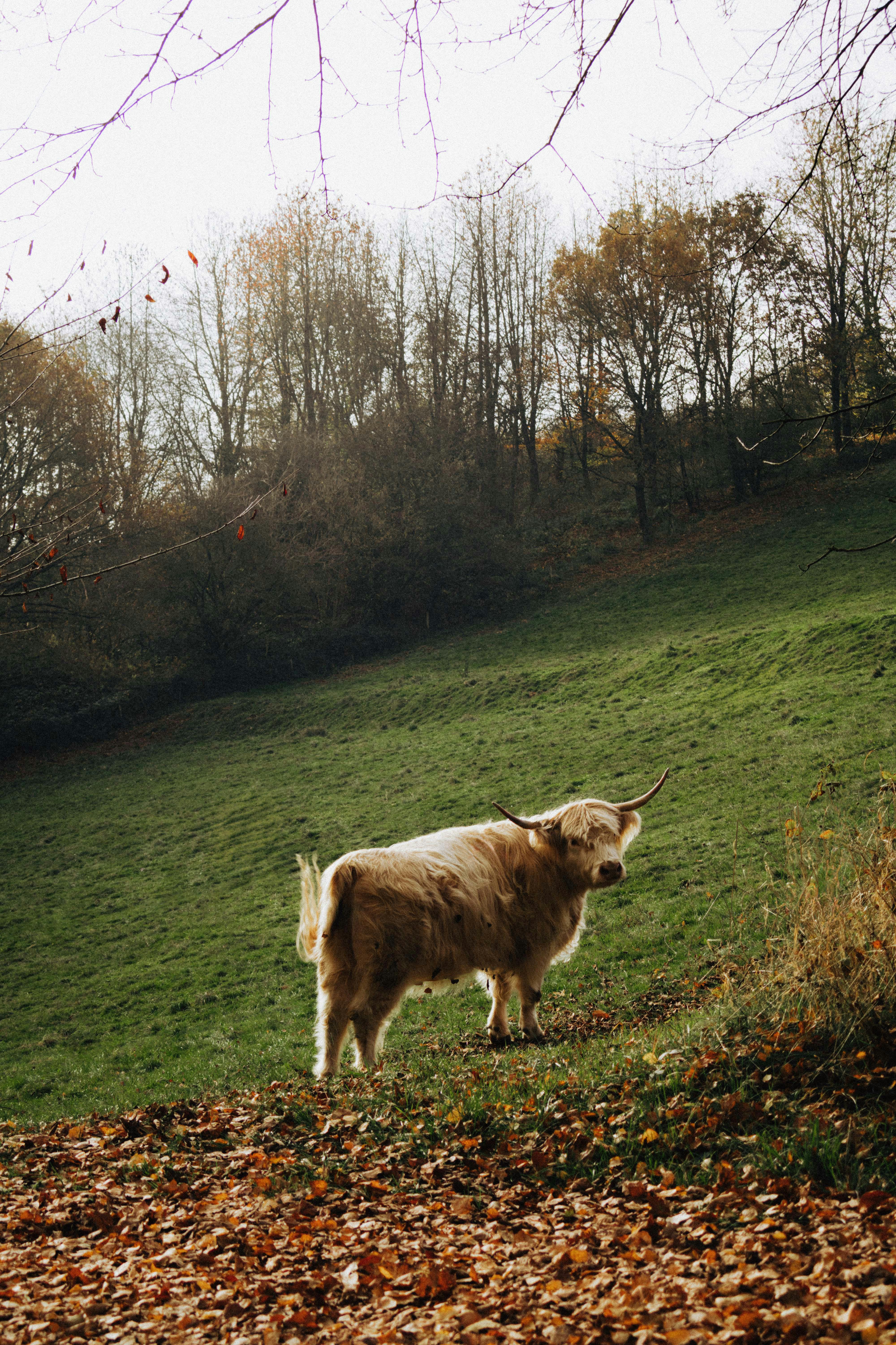 free-photo-of-highland-cow-grazing-in-mi