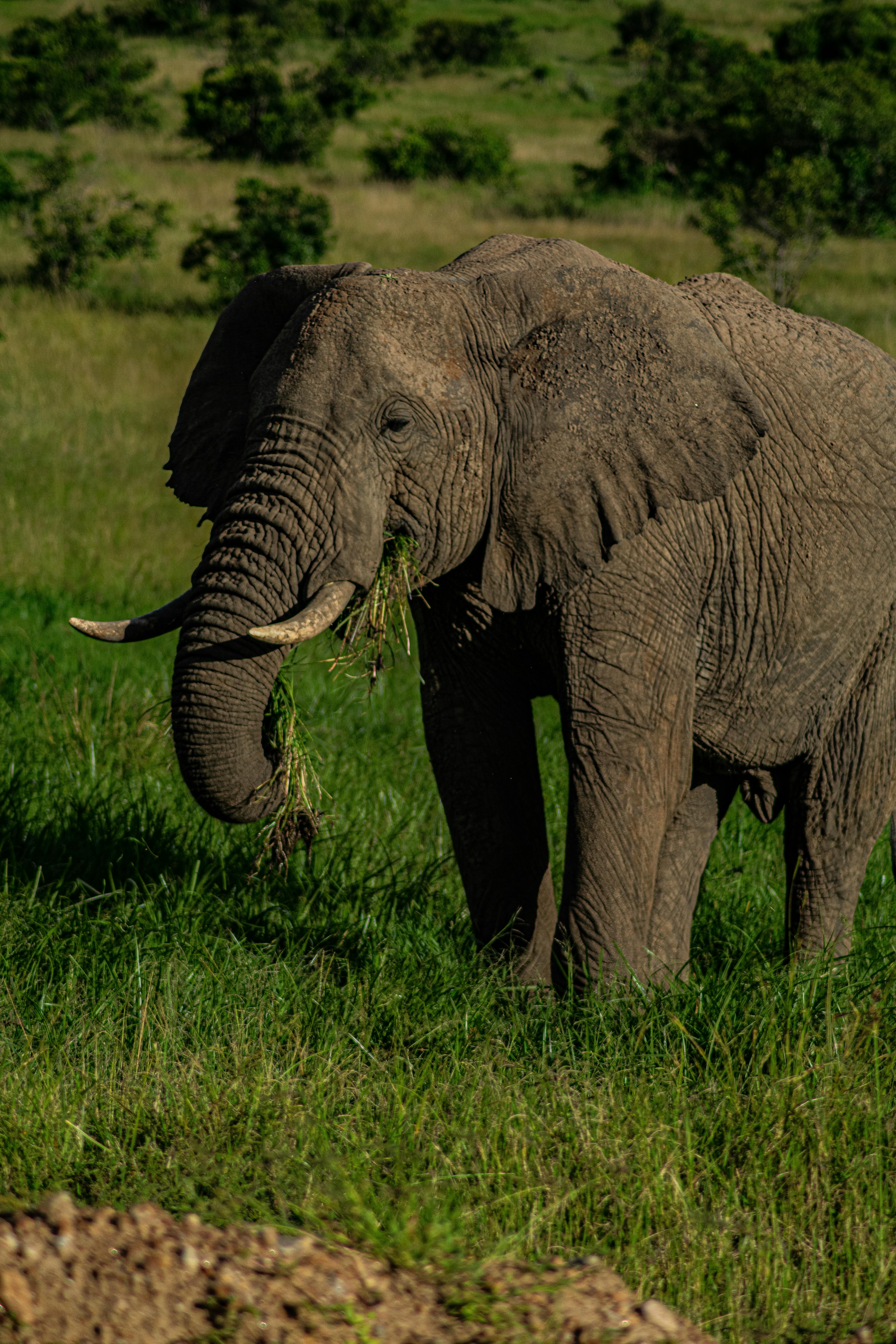 african elephant grazing in kenyan safari