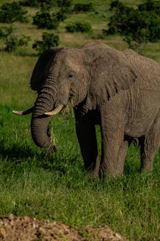 Free stock photo of africa, african, african bush elephant by Chamane Rogers