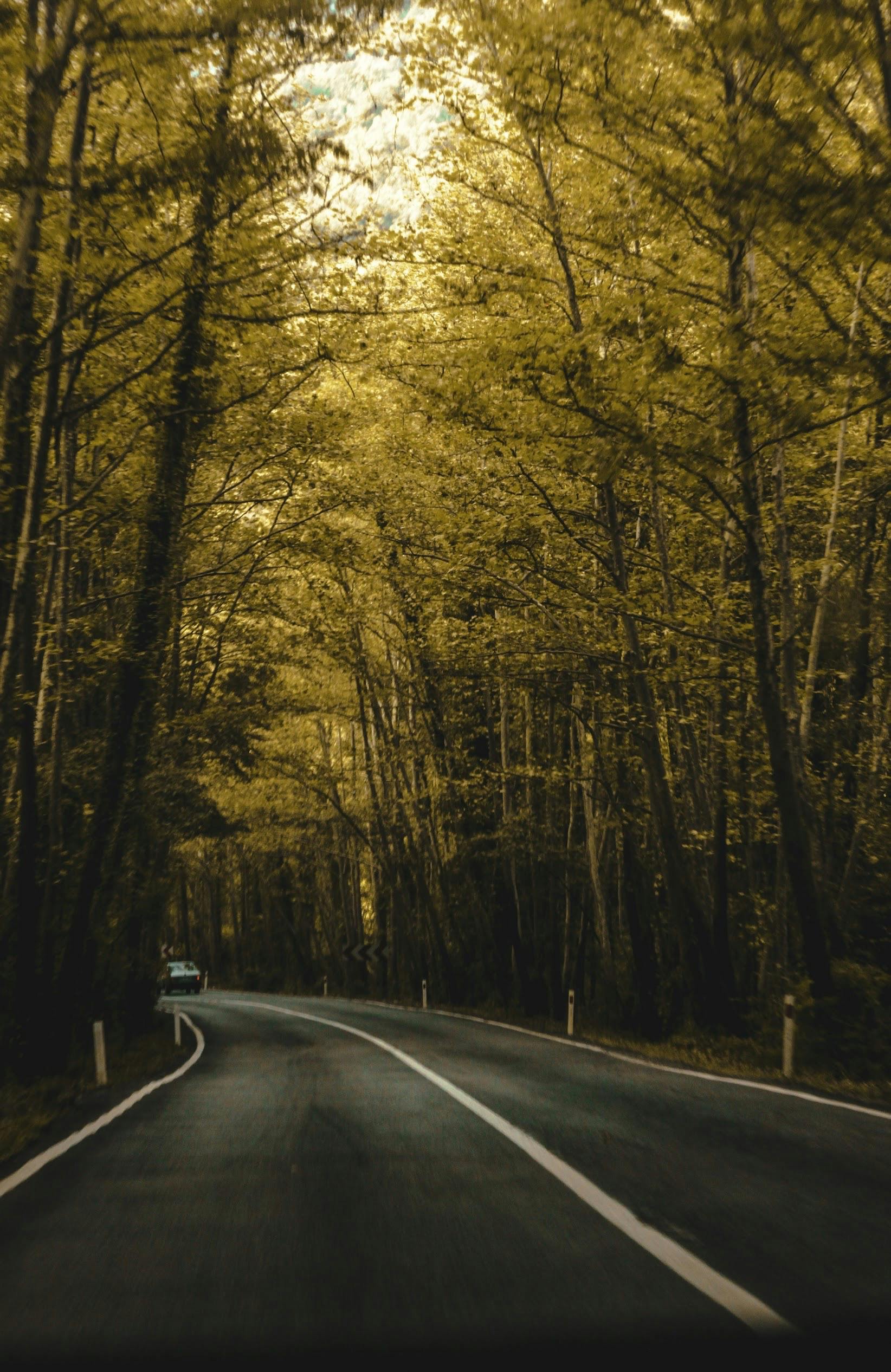 Winding road through a lush forest with golden autumn foliage under a serene overcast sky.