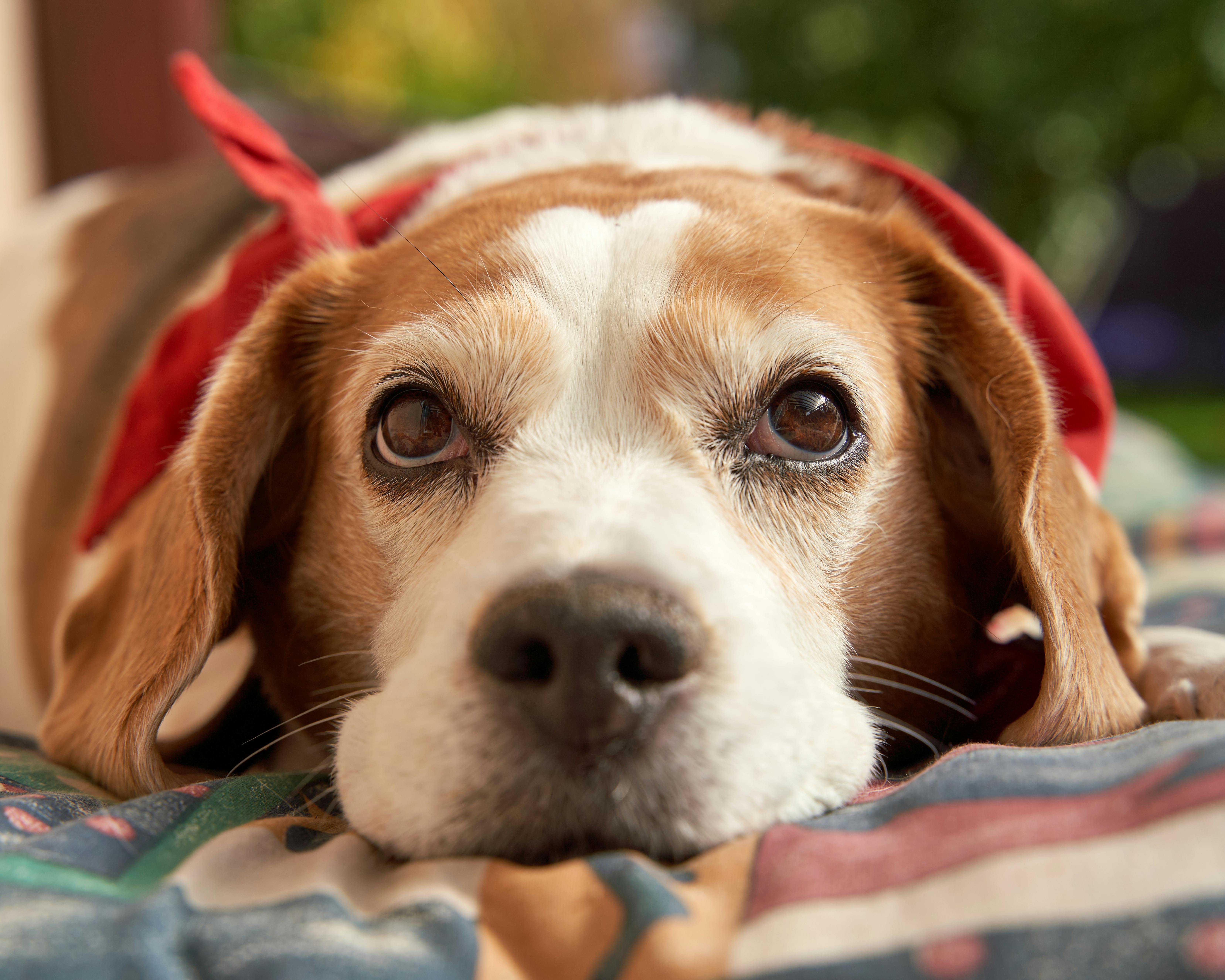 pet insurance pet finance and insurance — Photo by Barnabas Davoti on Pexels