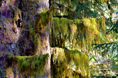 Free Close-up of moss-covered tree branches in lush Forks, Washington forest. Stock Photo