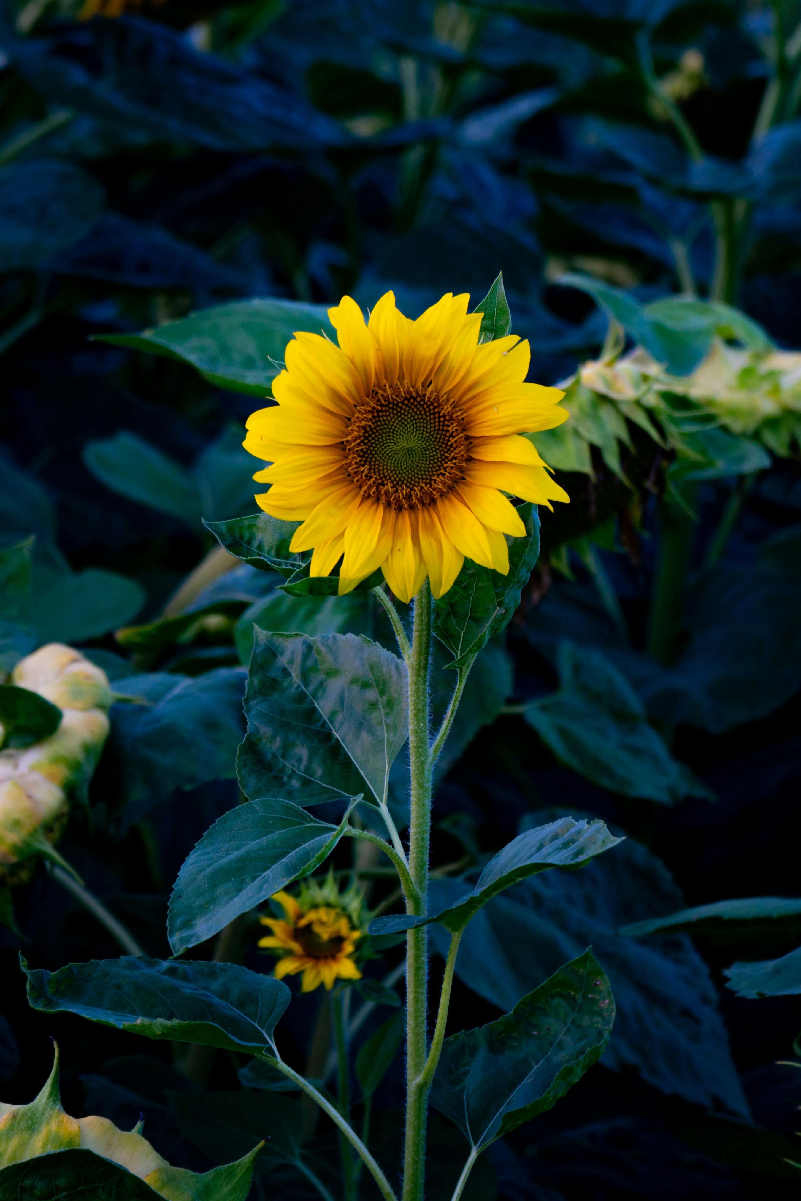 Lone bright sunflower blossoming amidst lush green foliage, showcasing nature's beauty.