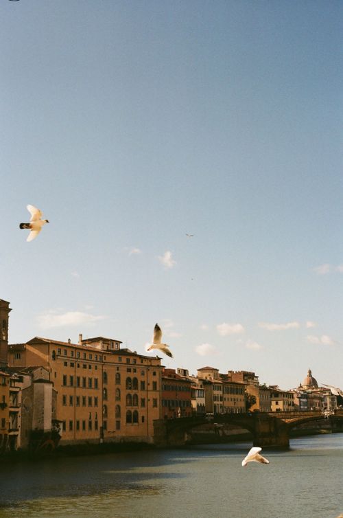 Free Seagulls flying over the Arno River with iconic Florence architecture in the background. Stock Photo