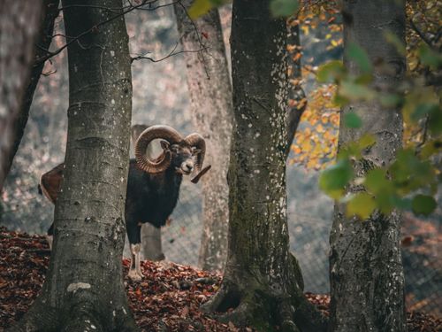 Free A stunning Mouflon ram stands amidst autumnal trees in a forest setting. Stock Photo