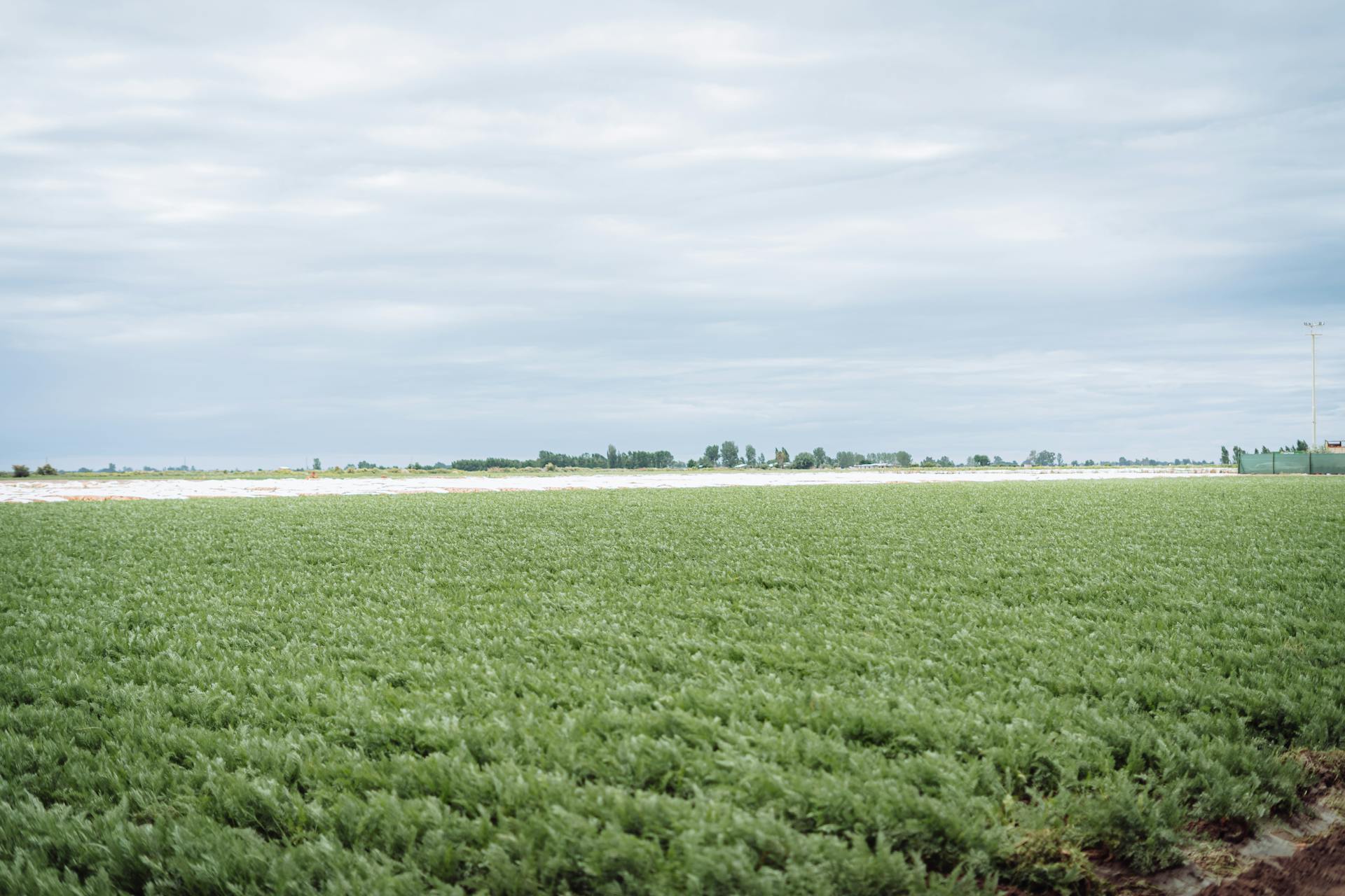 Expansive green agricultural field in Mendoza, Argentina, under overcast skies.