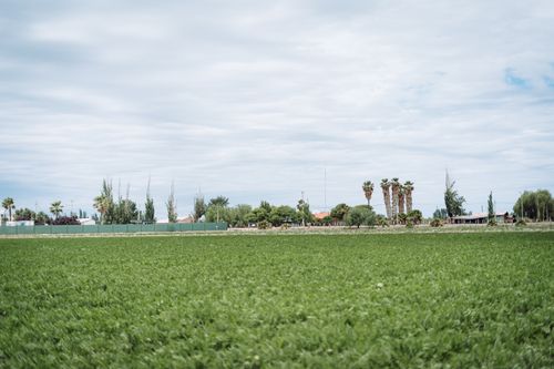 Free Expansive green farmland with distant trees and cloudy sky in Mendoza, Argentina. Stock Photo