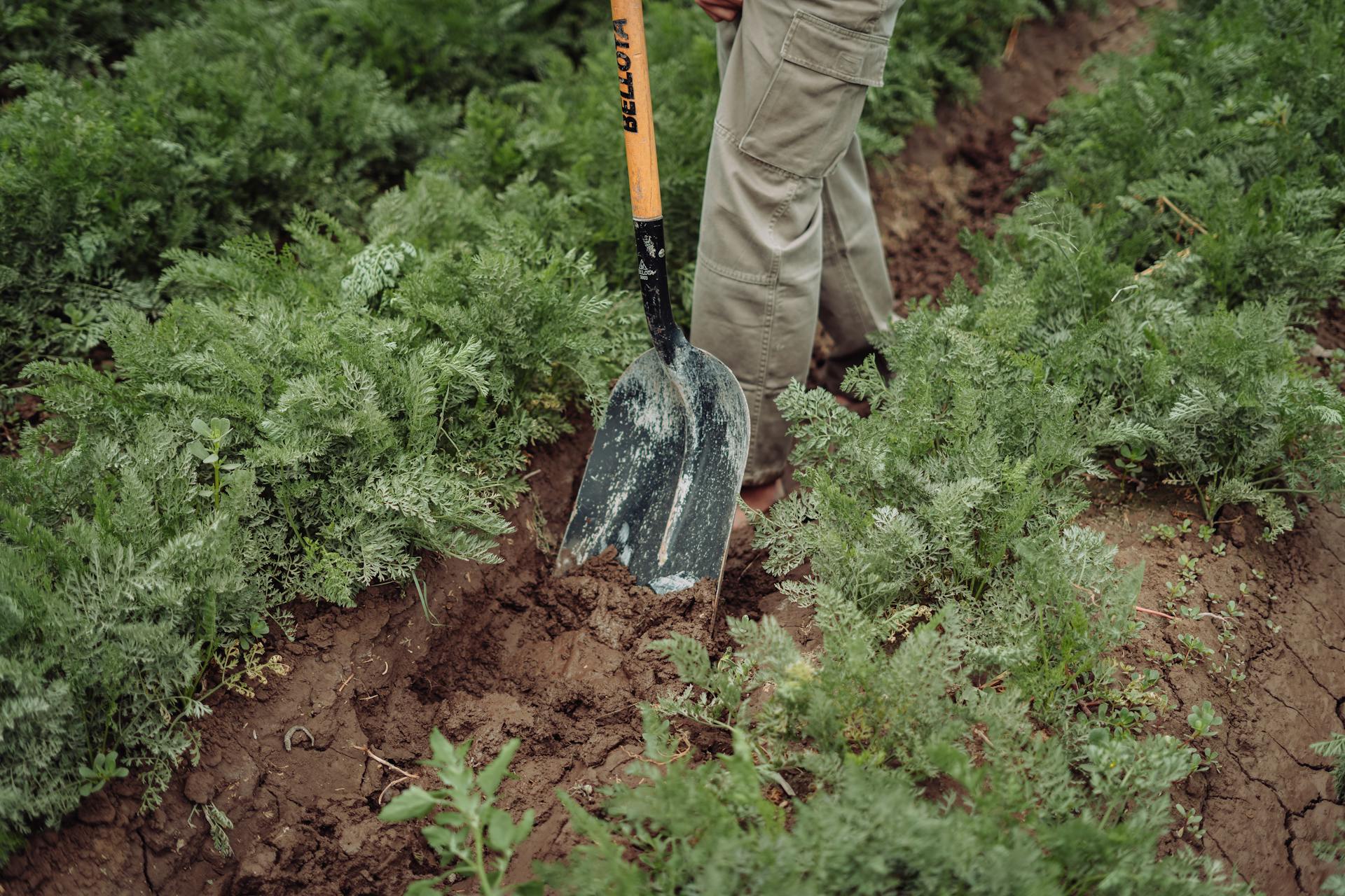 A person using a shovel to dig soil in a vegetable garden with lush green plants.