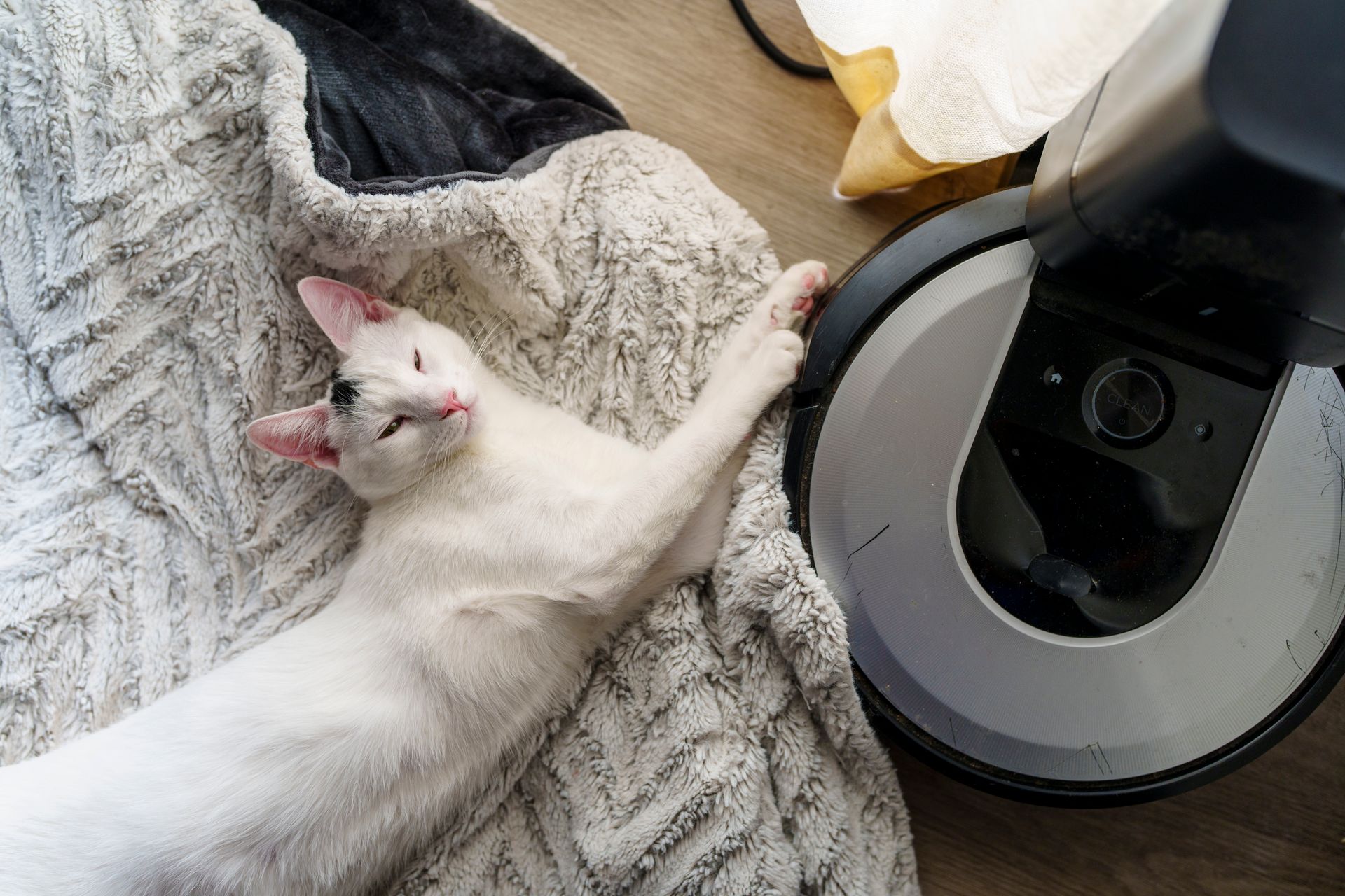 Cat Sleeping Near Robot Vacuum Roomba