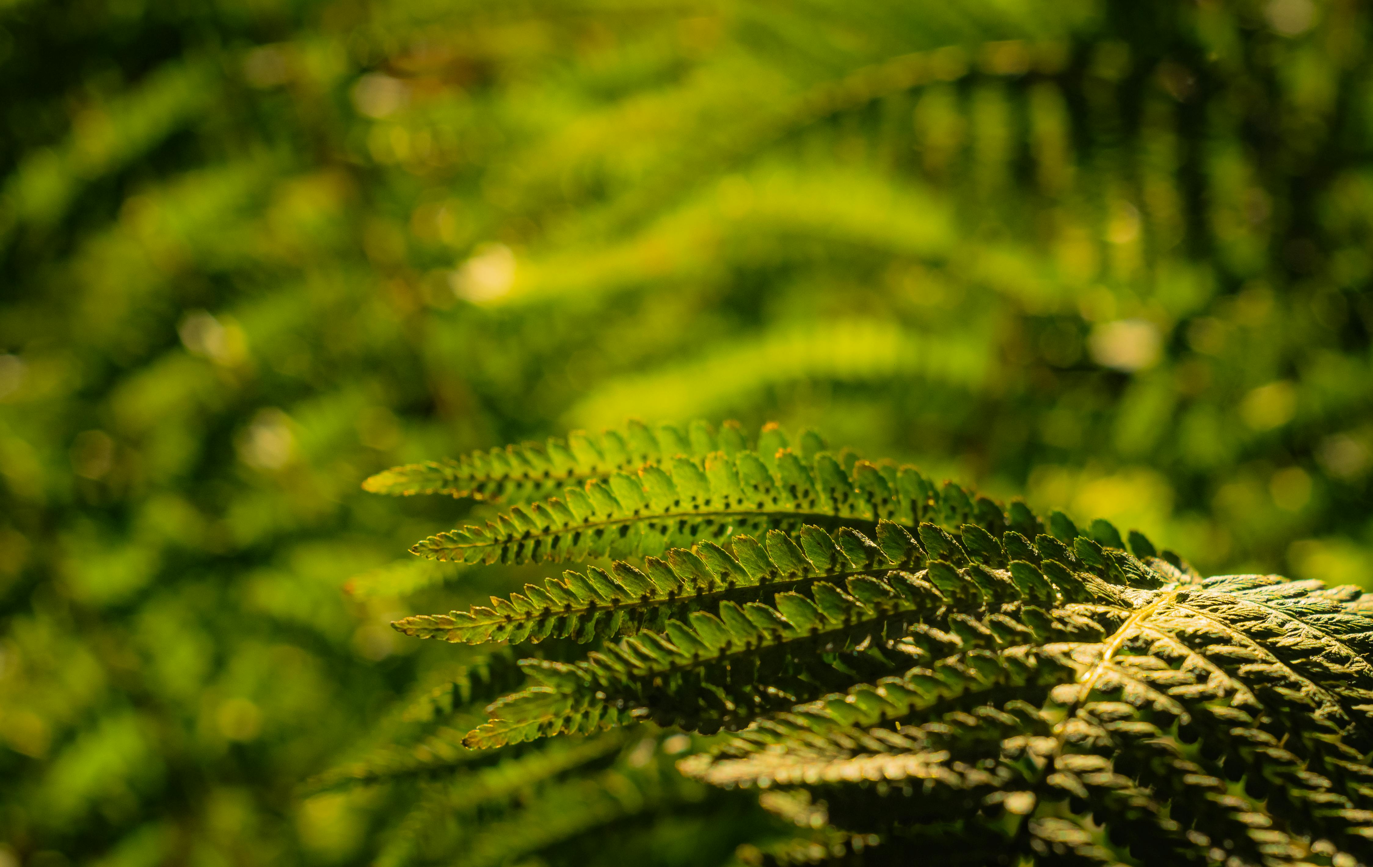 白牡丹多肉植物葉片變黃：探索可能原因，讓你的植物健康煥然一新