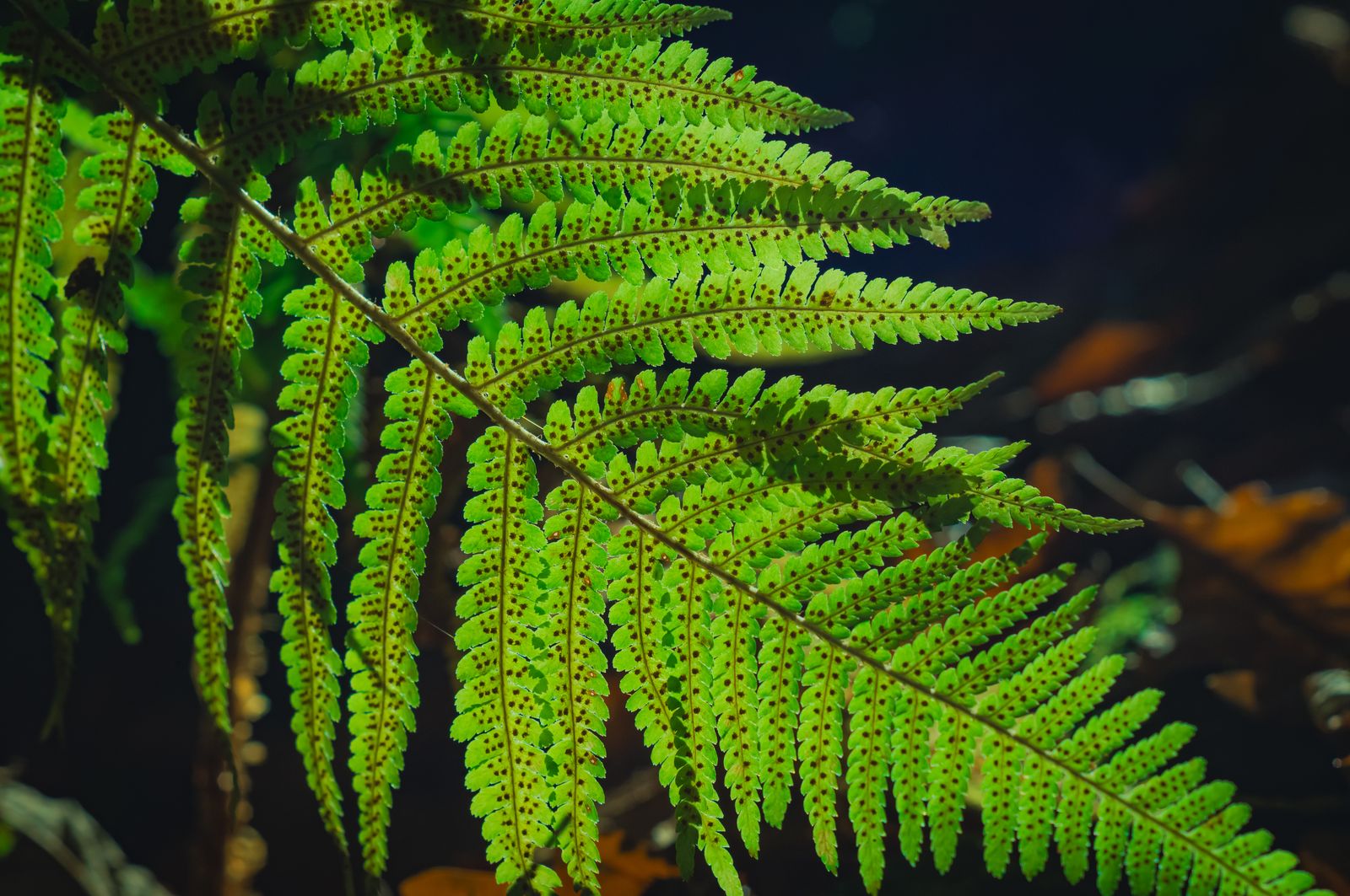 Fern in the shade paint by numbers