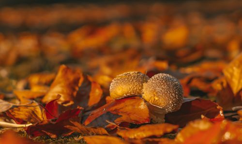 Free Close-up of mushrooms surrounded by vibrant autumn leaves on a forest floor. Stock Photo