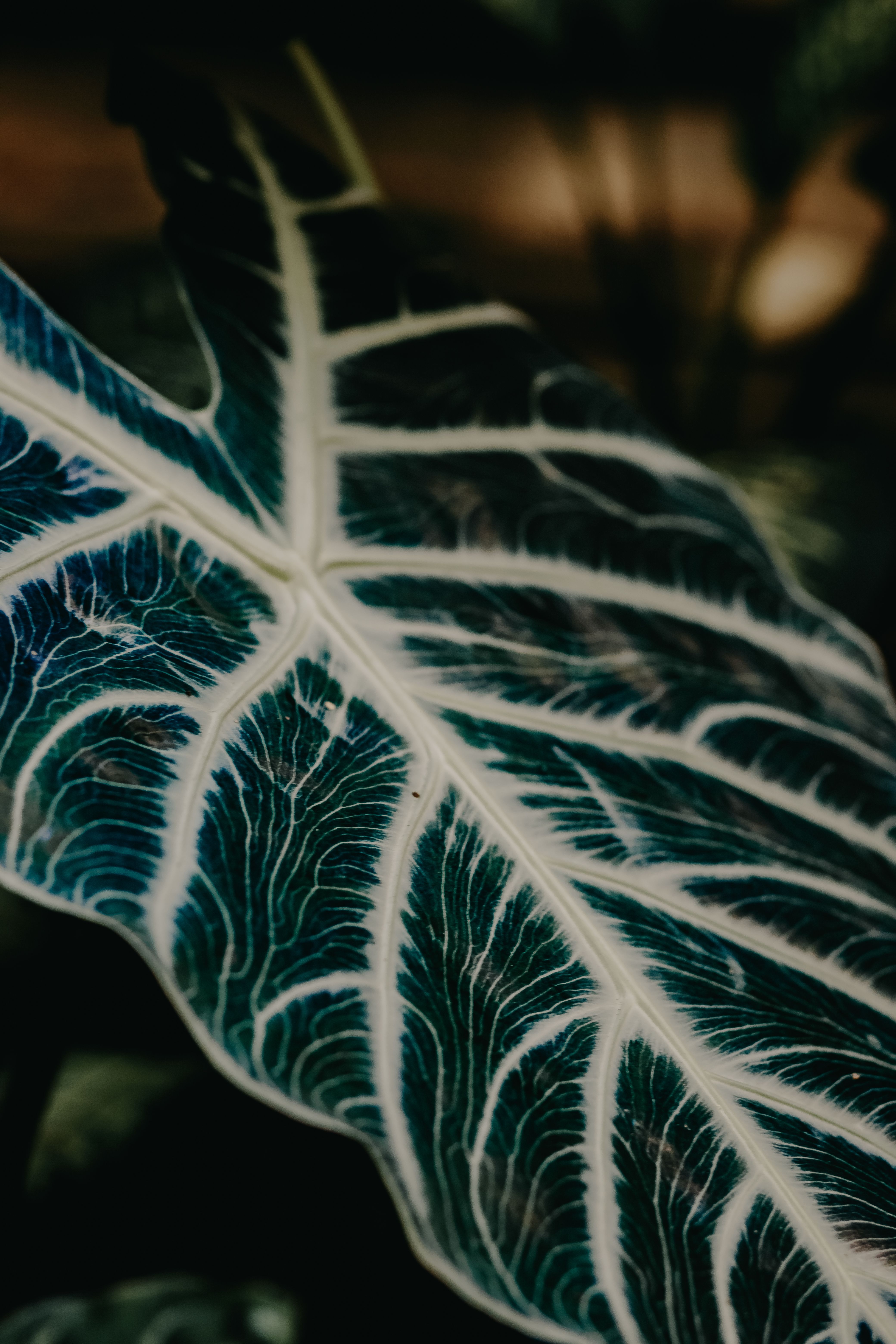 Dramatic close-up of an Alocasia leaf showcasing its distinct white veins and dark green hue.