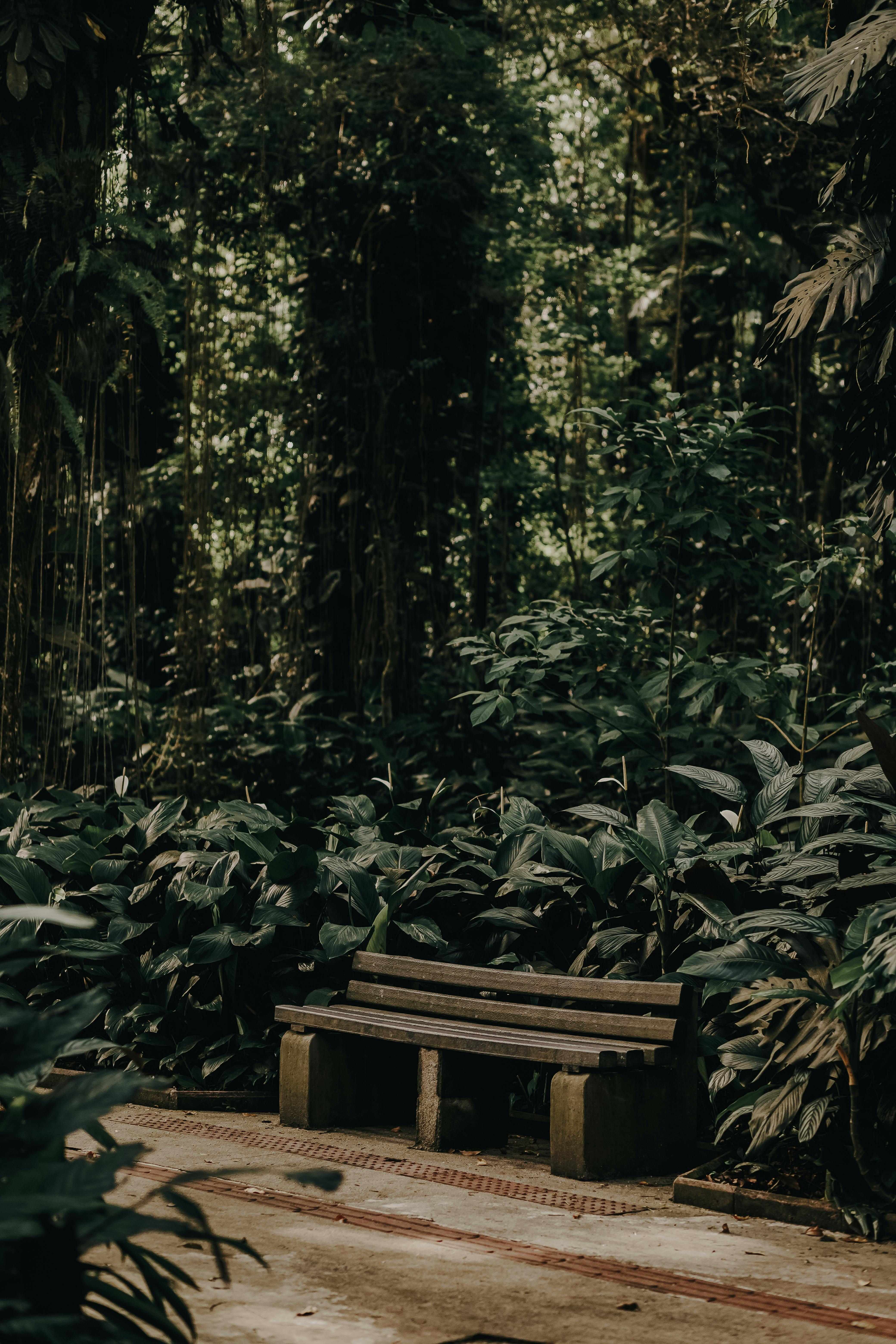 A tranquil wooden bench surrounded by dense greenery in a peaceful forest setting.