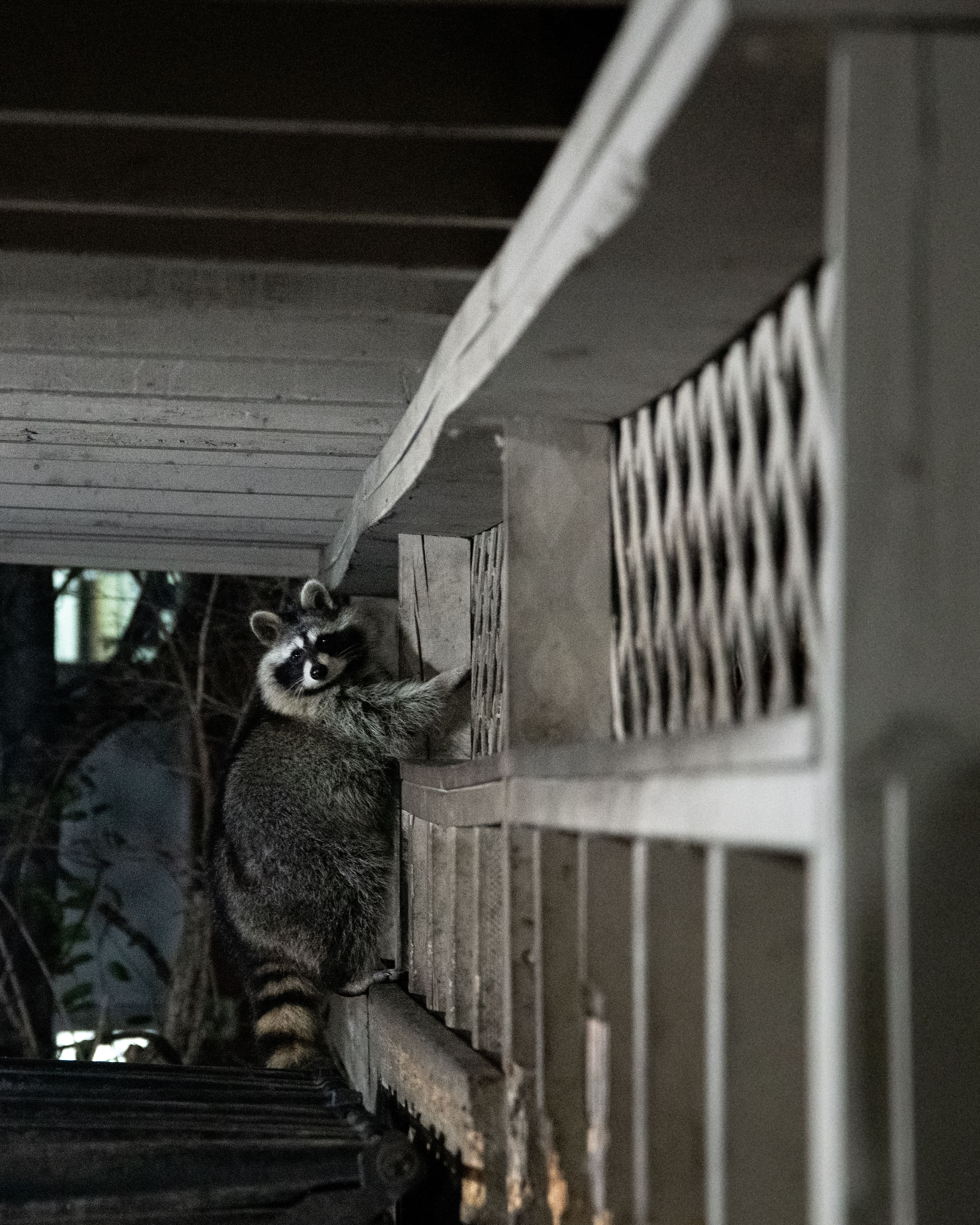 Raccoon Climbing on Porch at Night · Free Stock Photo