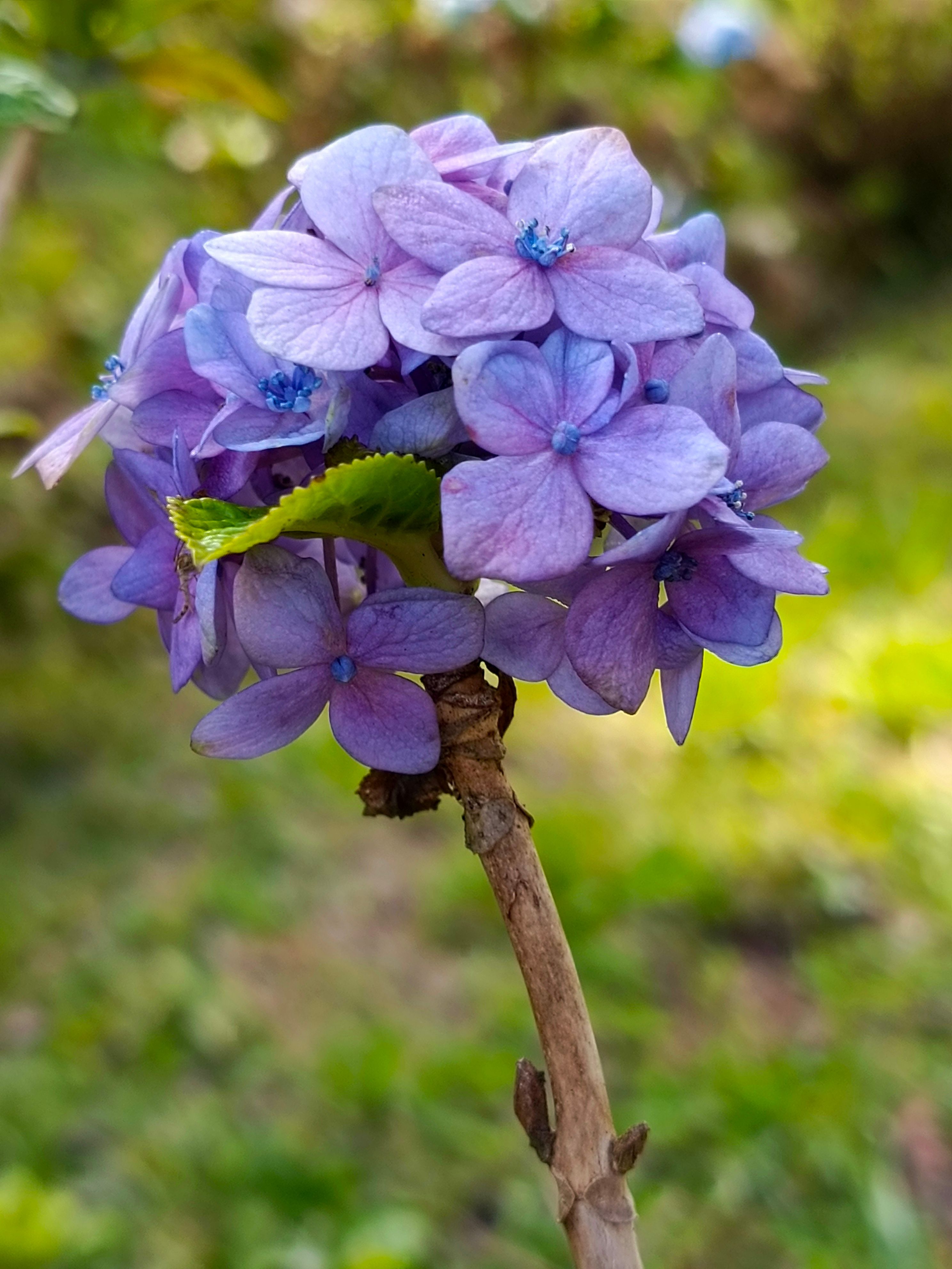 Flower Landscape Photos Download The BEST Free Flower Landscape Stock flower-landscape-photos-download-the-best-free-flower-landscape-stock