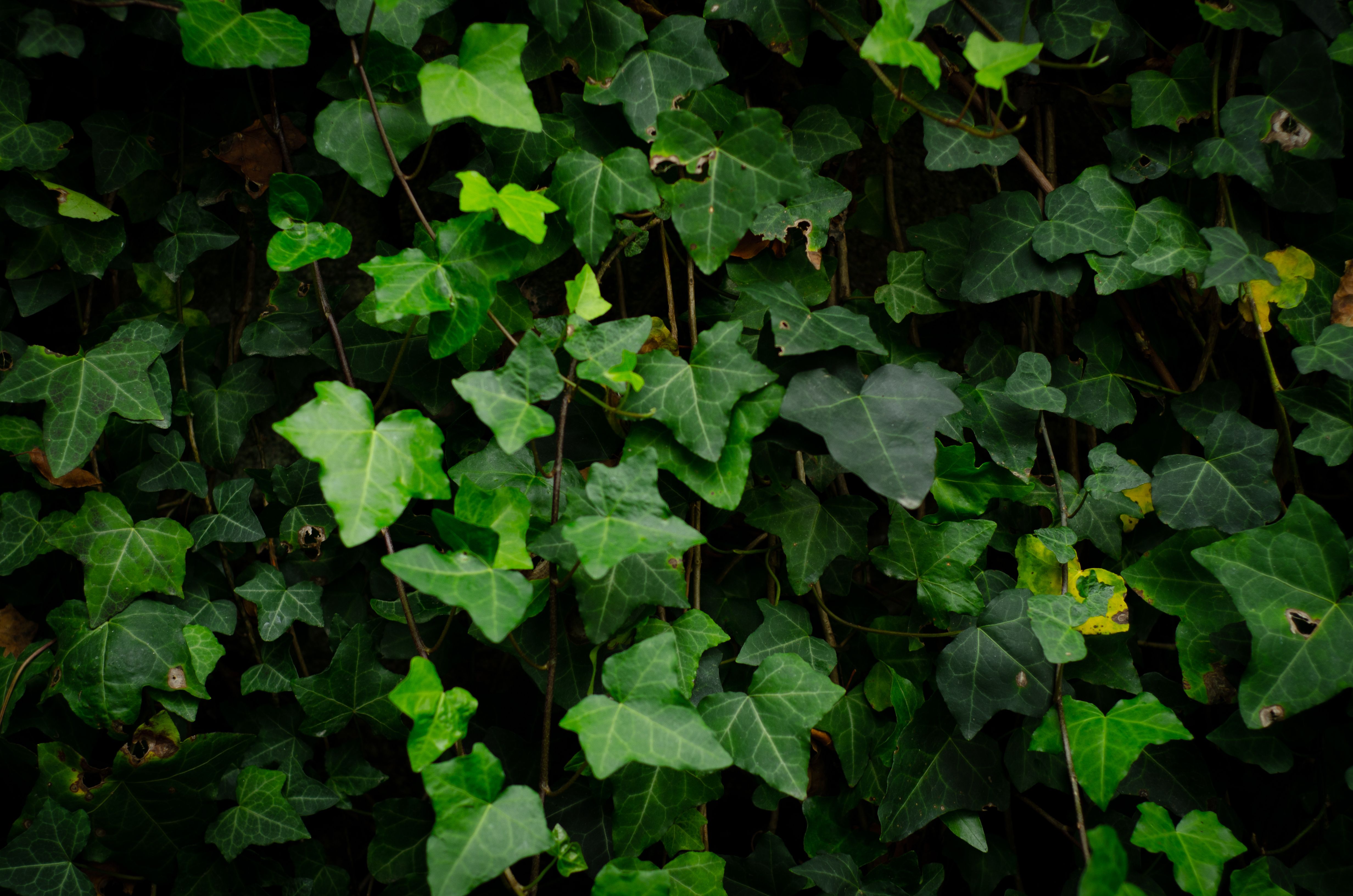 Um denso crescimento de folhas verdes de hera cobrindo uma parede, capturando a beleza da natureza no Porto, Portugal.