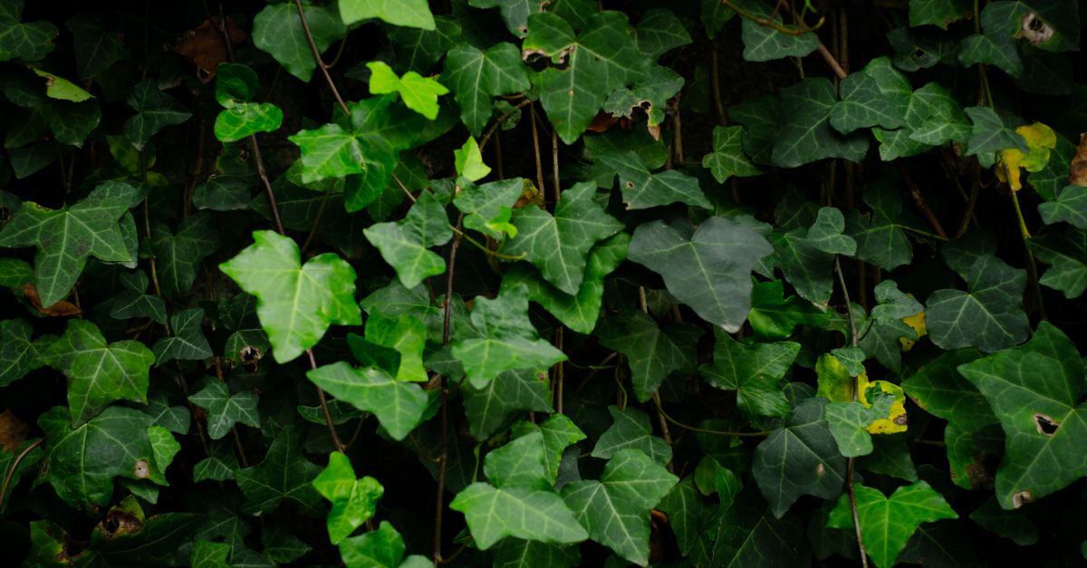 Um denso crescimento de folhas verdes de hera cobrindo uma parede, capturando a beleza da natureza no Porto, Portugal.