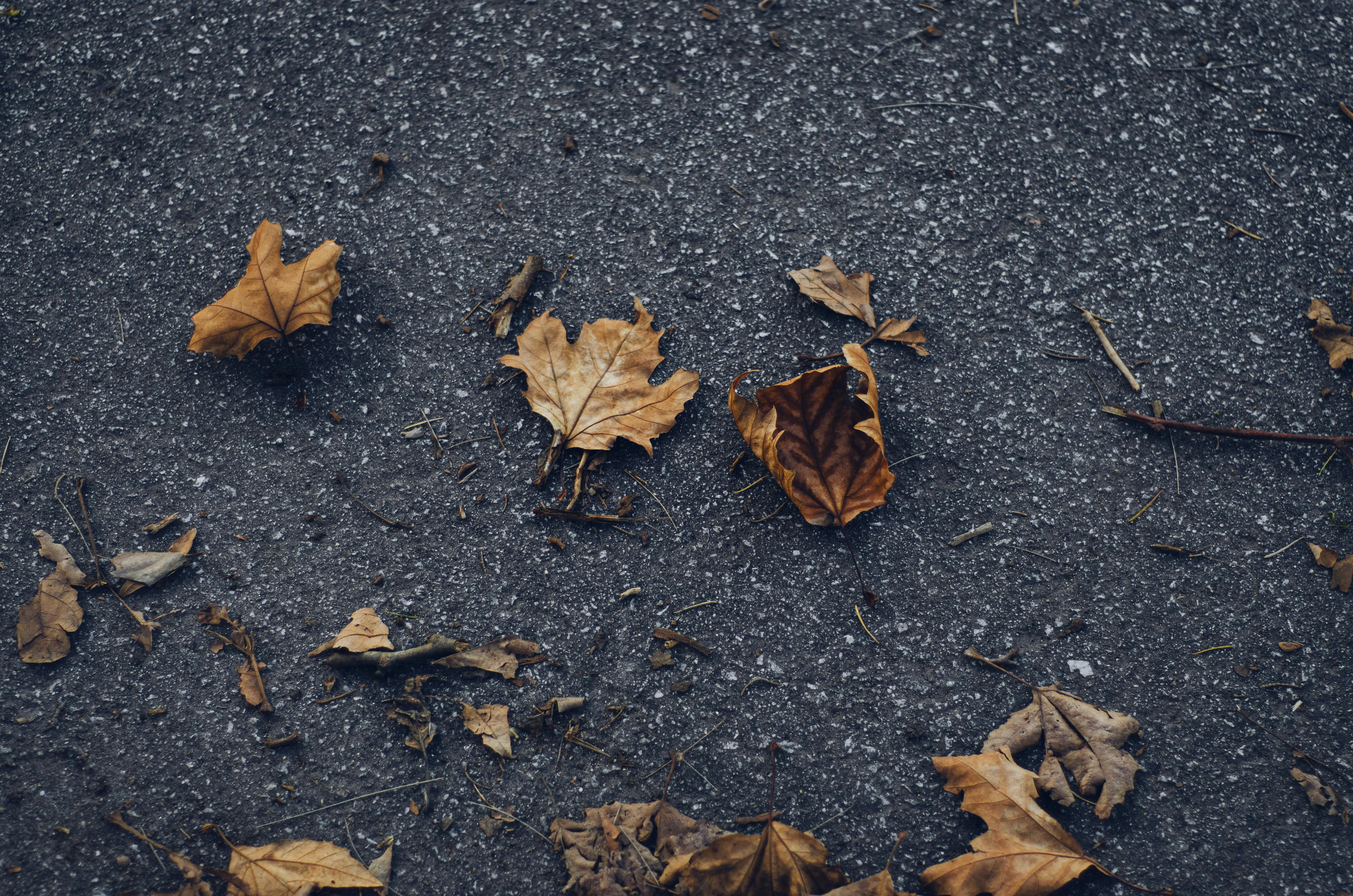 Scattered autumn leaves on pavement capture the essence of fall in Portugal.