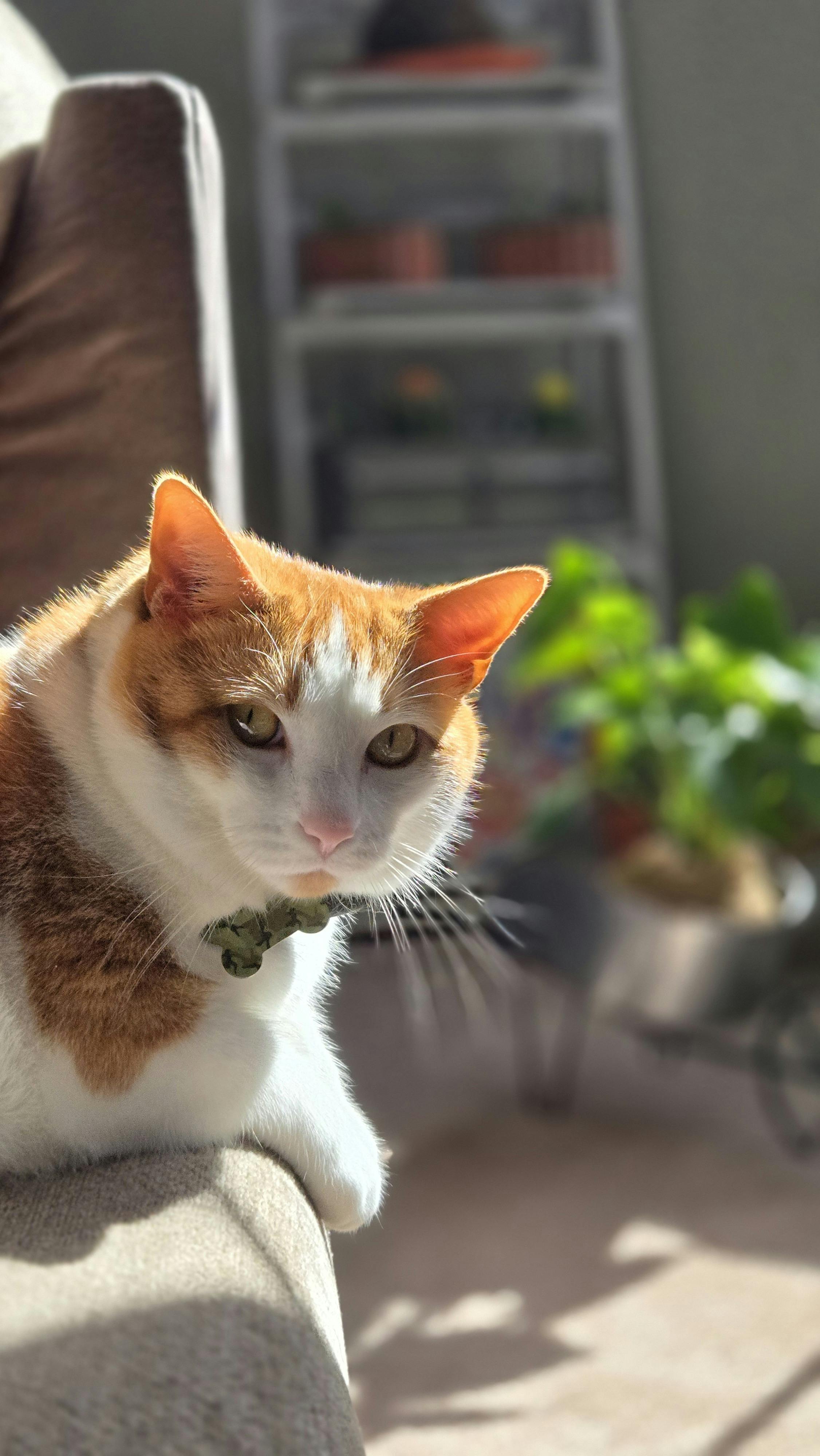 Free A content cat lounging indoors with plants and soft sunlight, creating a cozy atmosphere. Stock Photo
