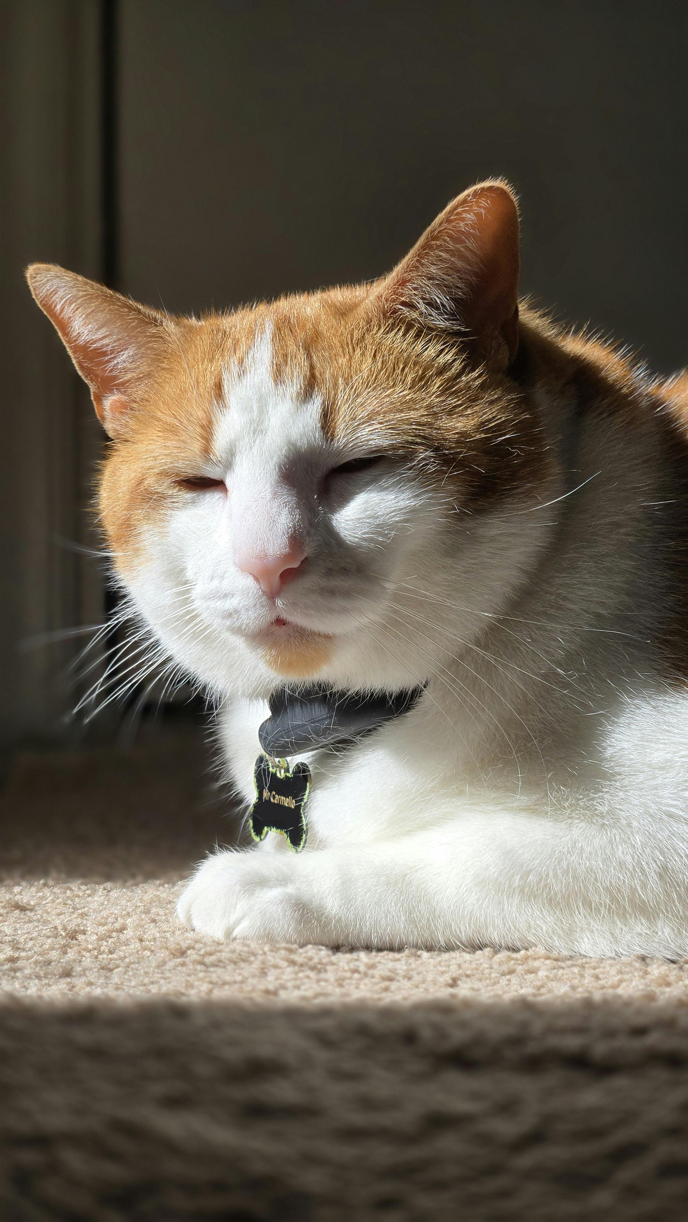 Free A ginger and white cat enjoying sunbath inside, captured in natural light. Stock Photo