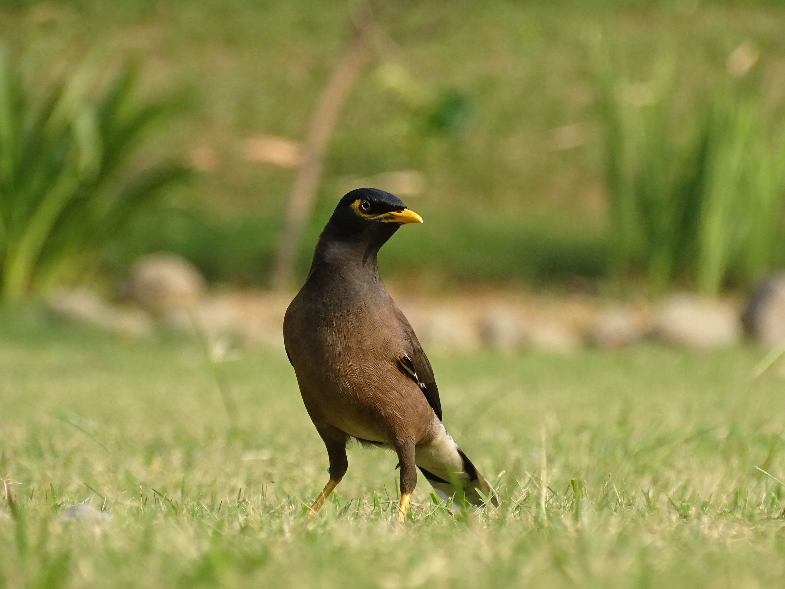 Close-Up of Common Myna in Grassy Habitat · Free Stock Photo