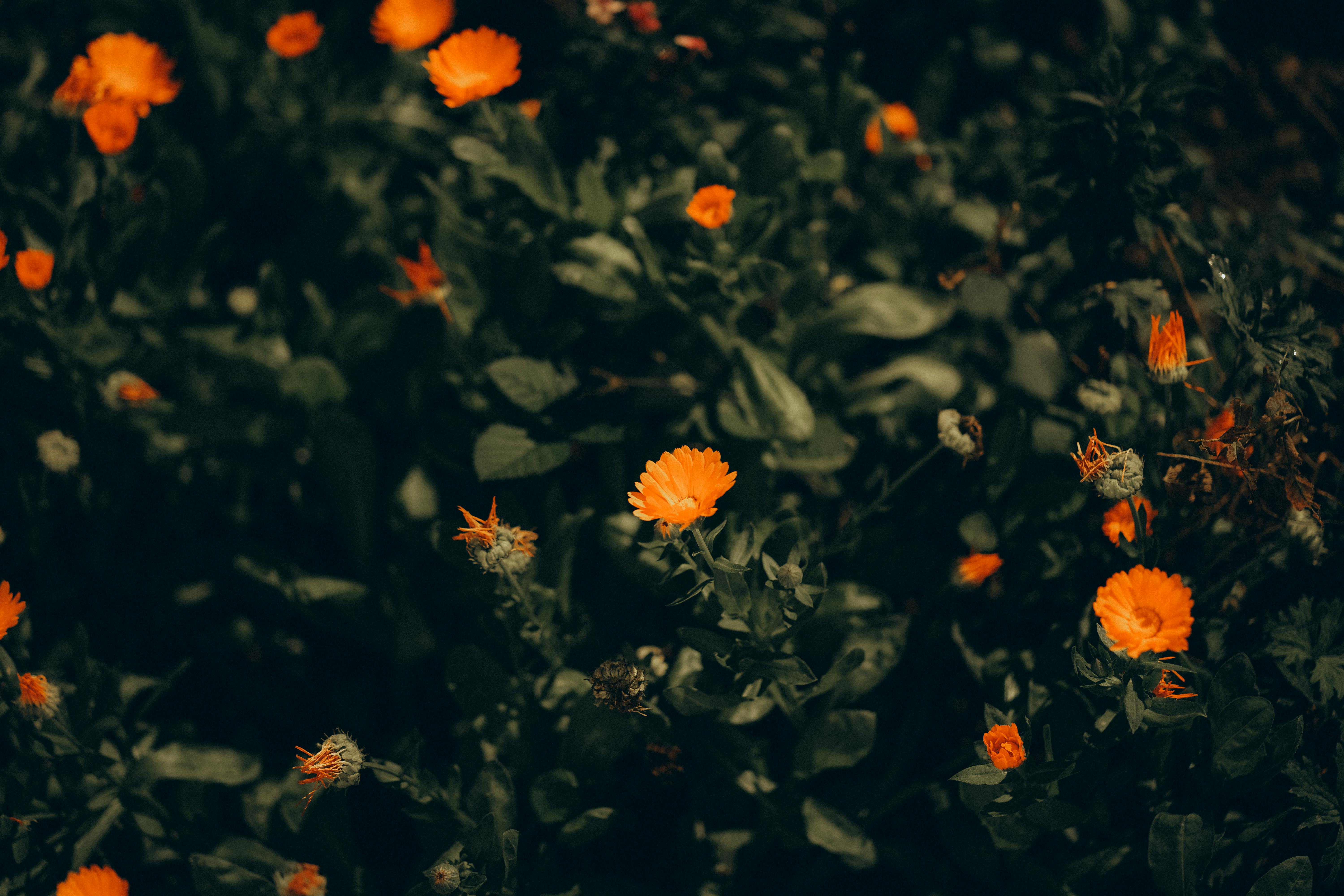 Beautiful display of vibrant marigold flowers amidst lush greenery, creating a warm, inviting scene.