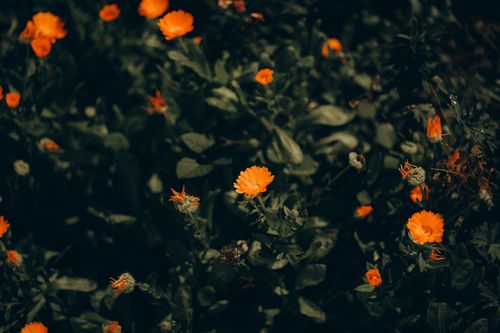 Free Beautiful display of vibrant marigold flowers amidst lush greenery, creating a warm, inviting scene. Stock Photo