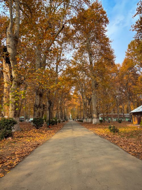 Free Idyllic fall scene with a tree-lined pathway and a blanket of autumn leaves. Stock Photo