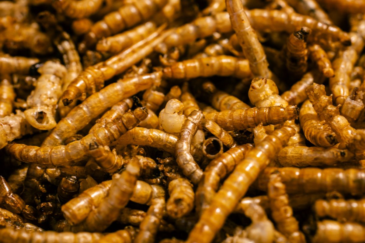 Asticots dans la maison : causes et solutions - Les principales causes d'une invasion d'asticots