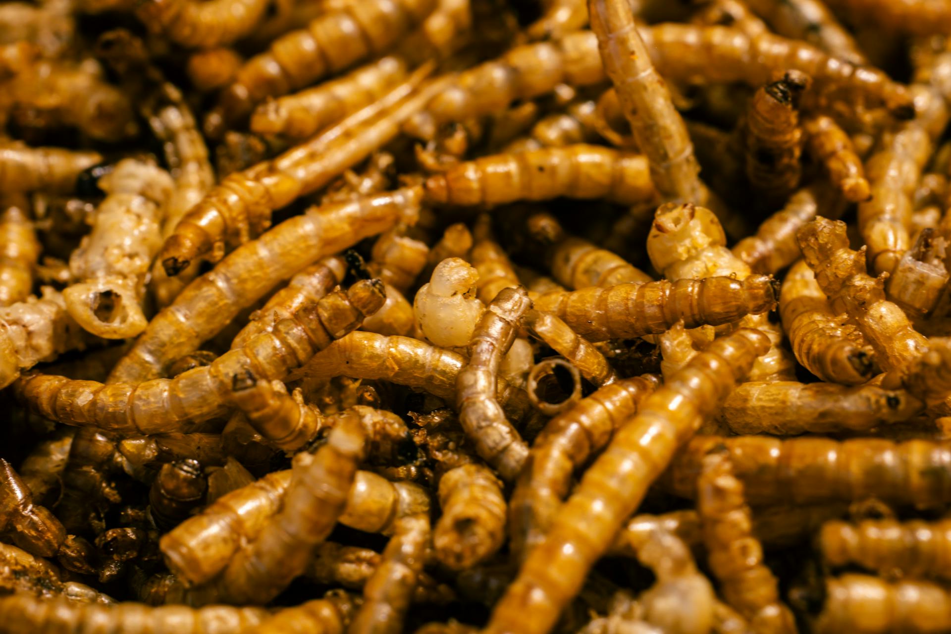 A detailed view of mealworms used in sustainable food sources, showcasing natural textures.