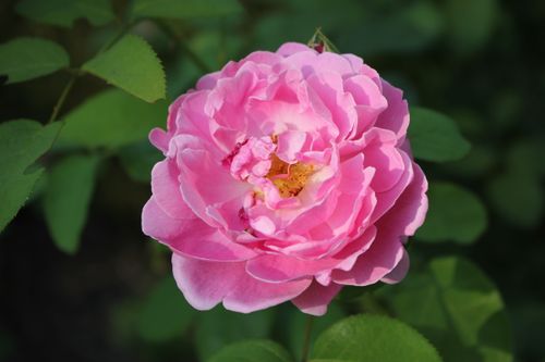 Free A close-up view of a vibrant pink rose with lush green foliage in a garden setting. Stock Photo