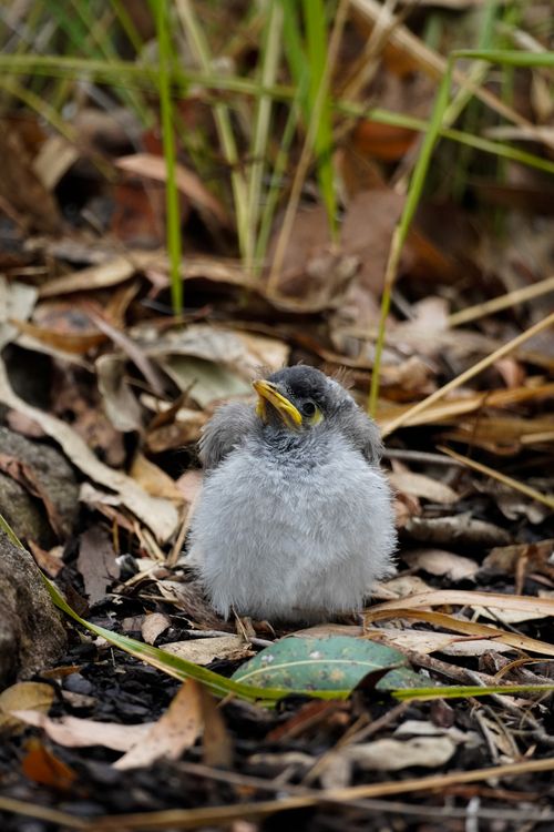 Free Cute baby bird sitting among fallen leaves in a natural habitat. Stock Photo