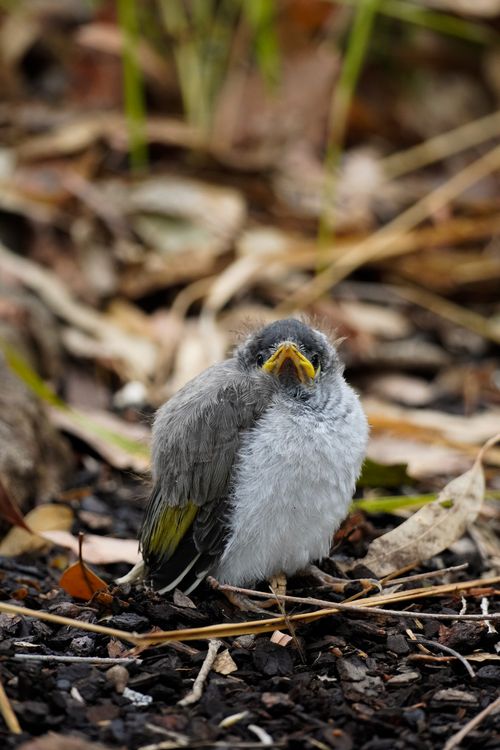 Free Adorable fluffy baby bird sitting on the ground among leaves and twigs. Stock Photo