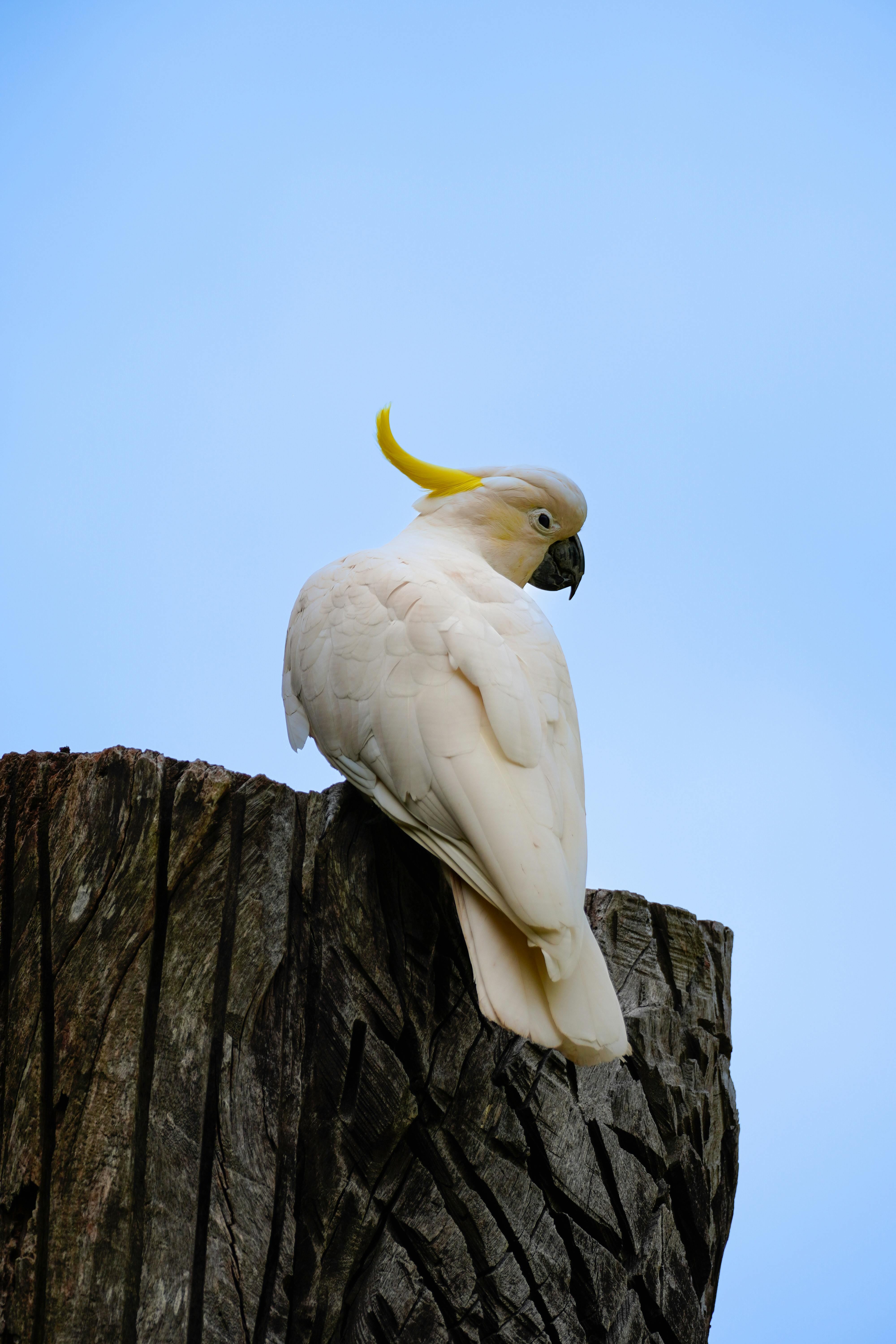 A majestic sulphur-crested cockatoo perched on a tree stump under a clear blue sky.