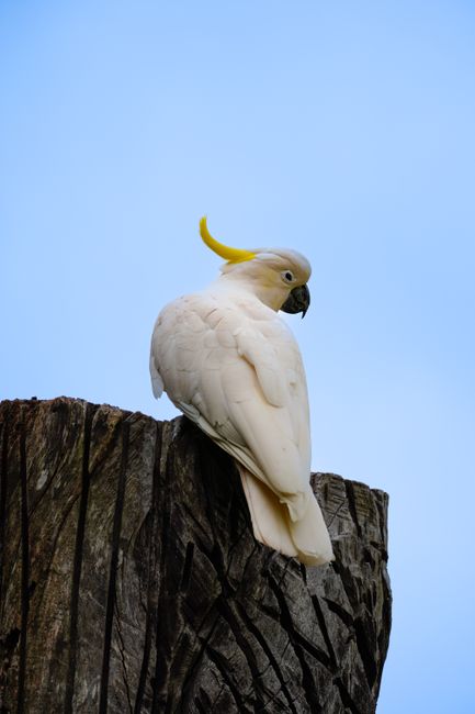 A majestic sulphur-crested cockatoo perched on a tree stump under a clear blue sky.
