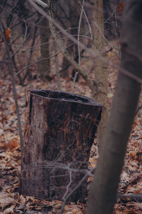 Free Moody autumn forest with a prominent tree stump surrounded by fallen leaves. Stock Photo