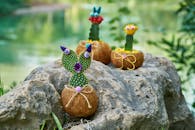 岩石上陈列着可爱、装饰精美的椰子壳仙人掌