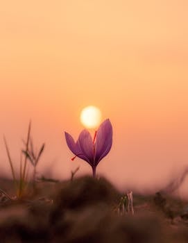 Vibrant saffron flower against a stunning autumn sunset in Pampore, symbolizing nature's beauty.