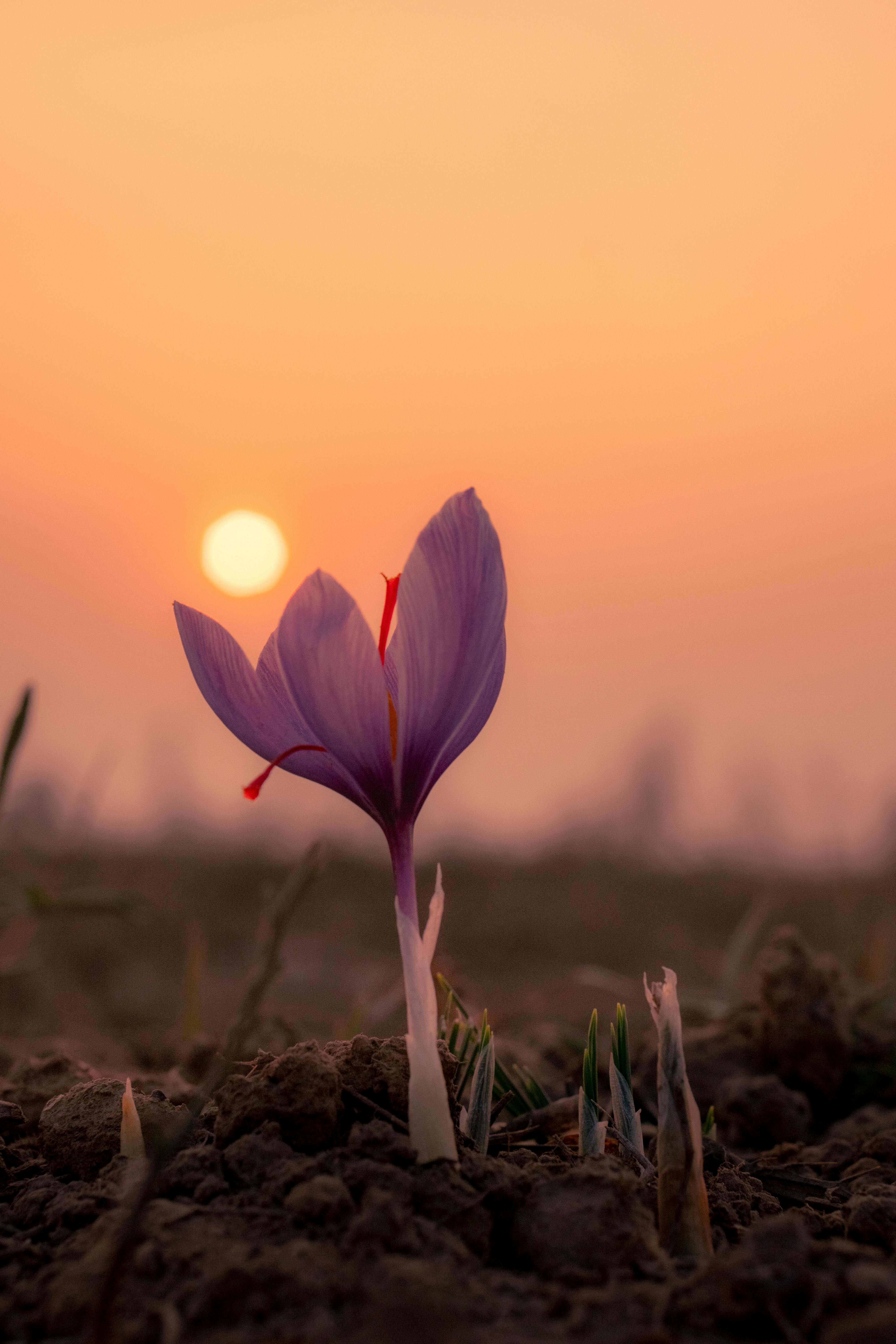 vivid saffron flower at sunset in pampore