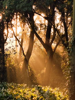 Golden sunlight breaking through dense tree foliage creates a serene morning scene in Patiya, Bangladesh.