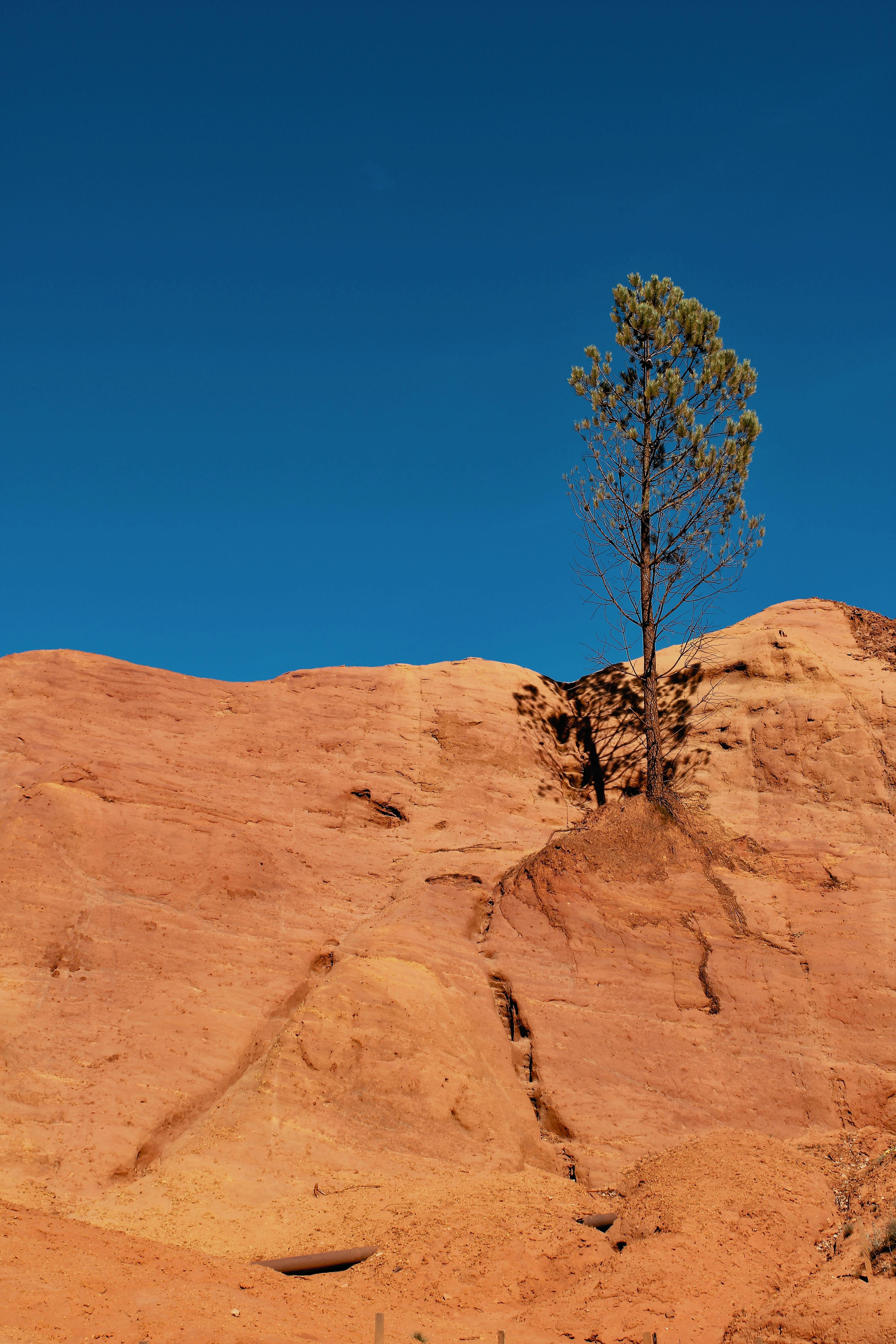 Lone tree on vibrant ocher cliffs under a clear blue sky in Rustrel, Provence.